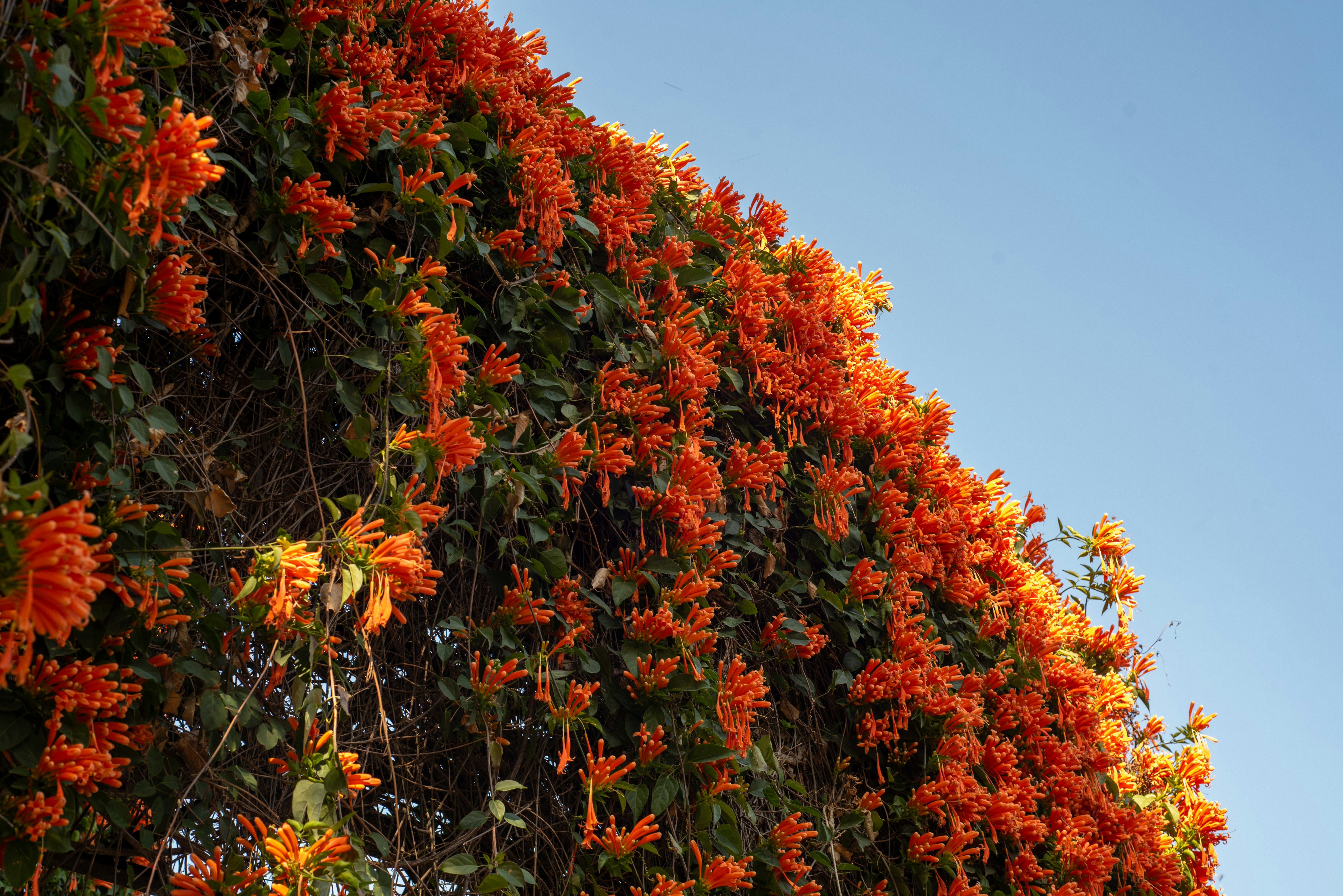 Vibrant orange trumpet flowers climbing a wall