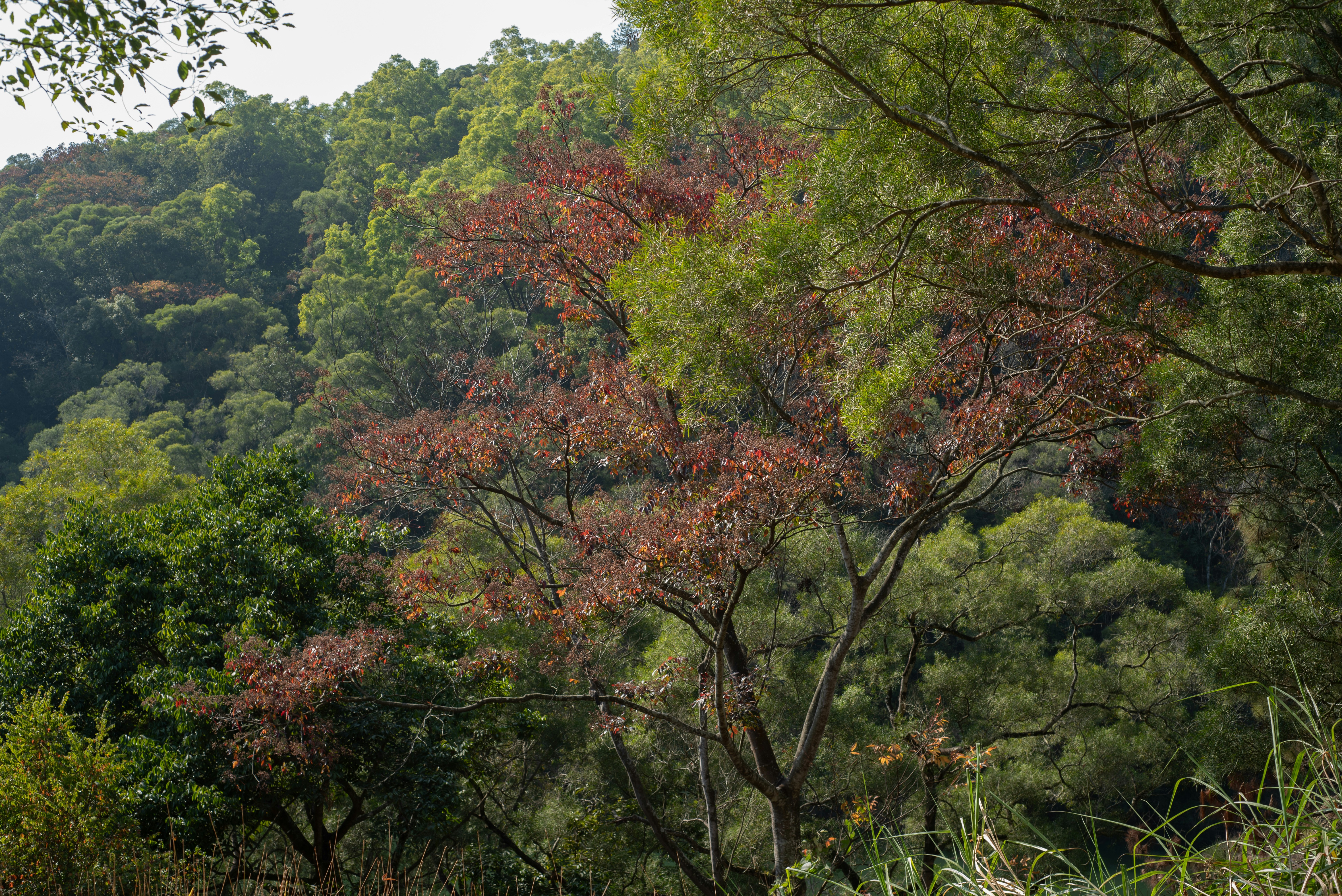 A tree with red leaves stands in a lush forest.