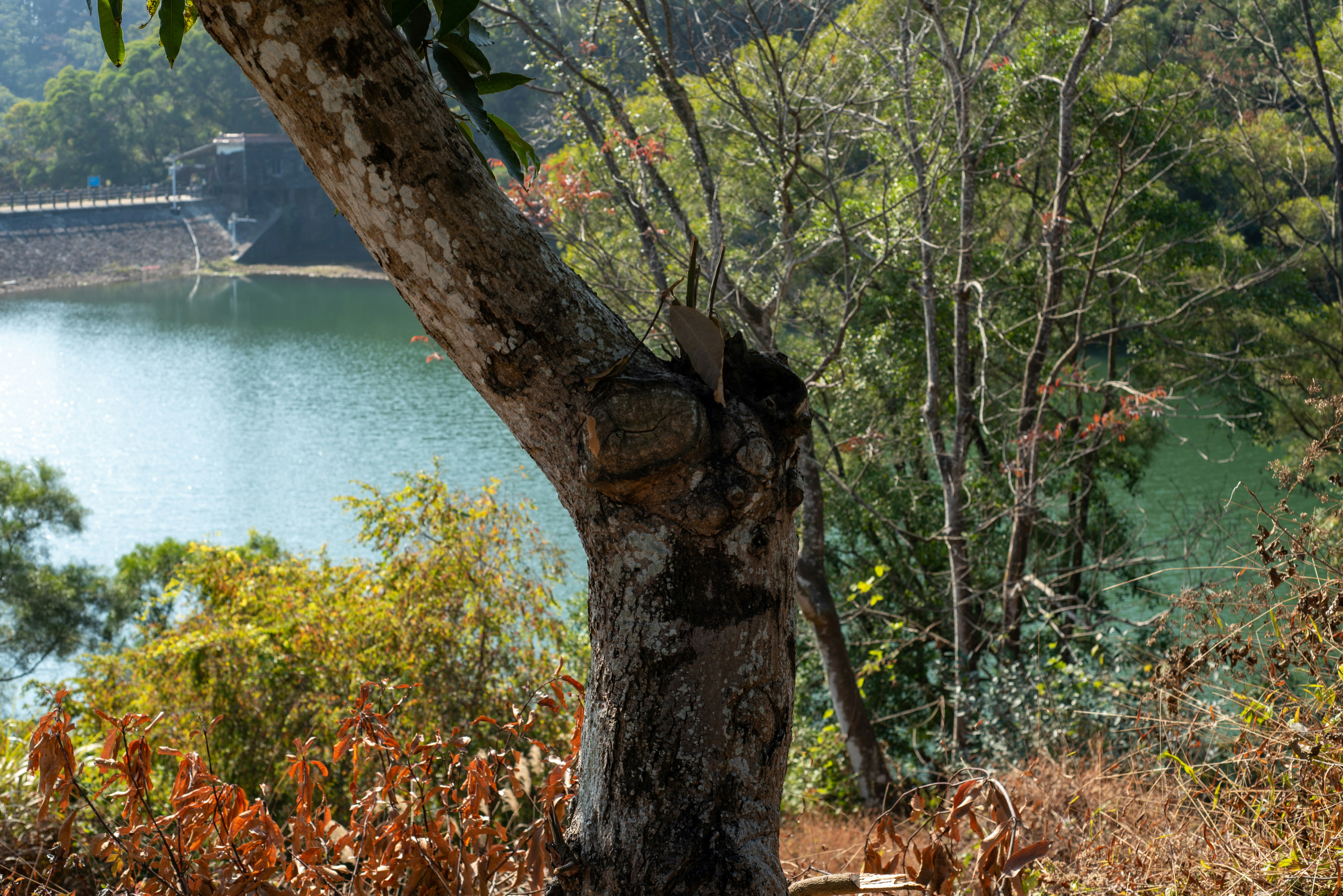 Lake and trees with a dam in the background