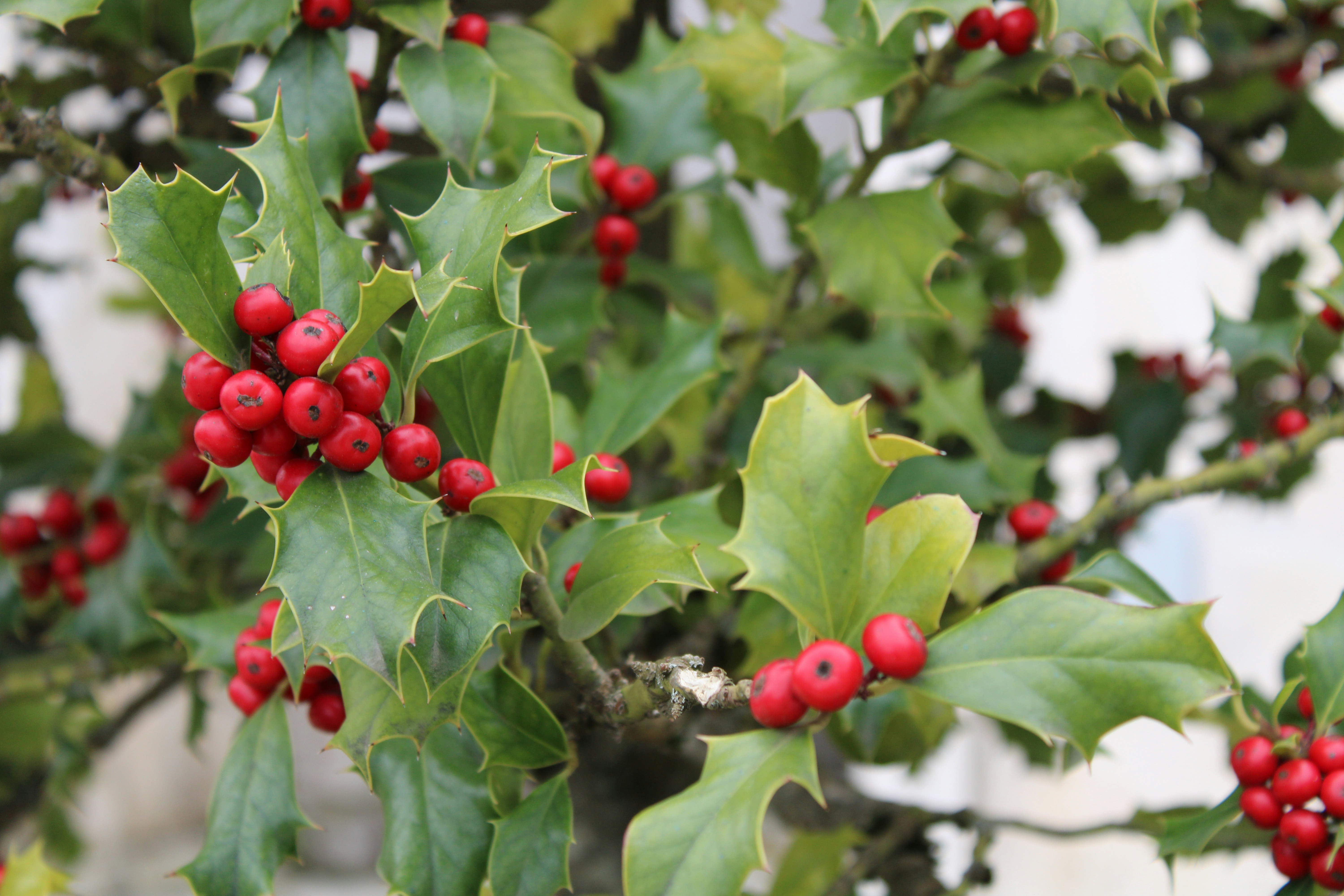 A close-up of a holly bush with red berries