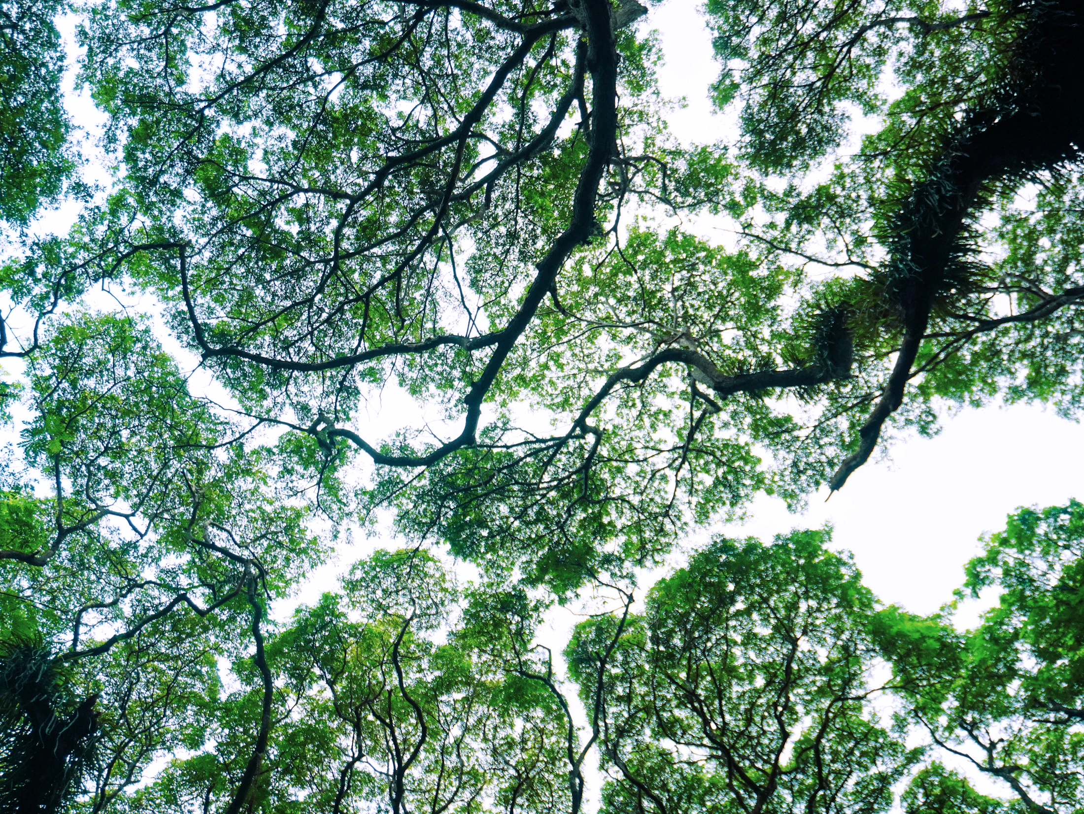 Dense green tree canopy viewed from below