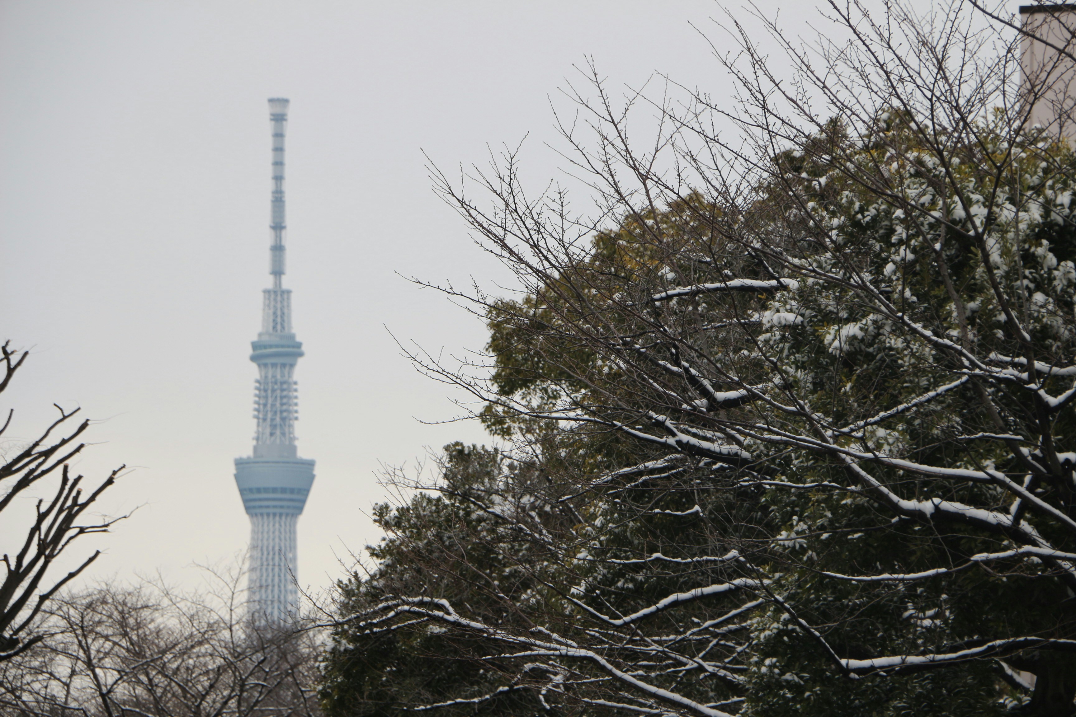 Snow-covered trees with a distant tower on a cloudy day