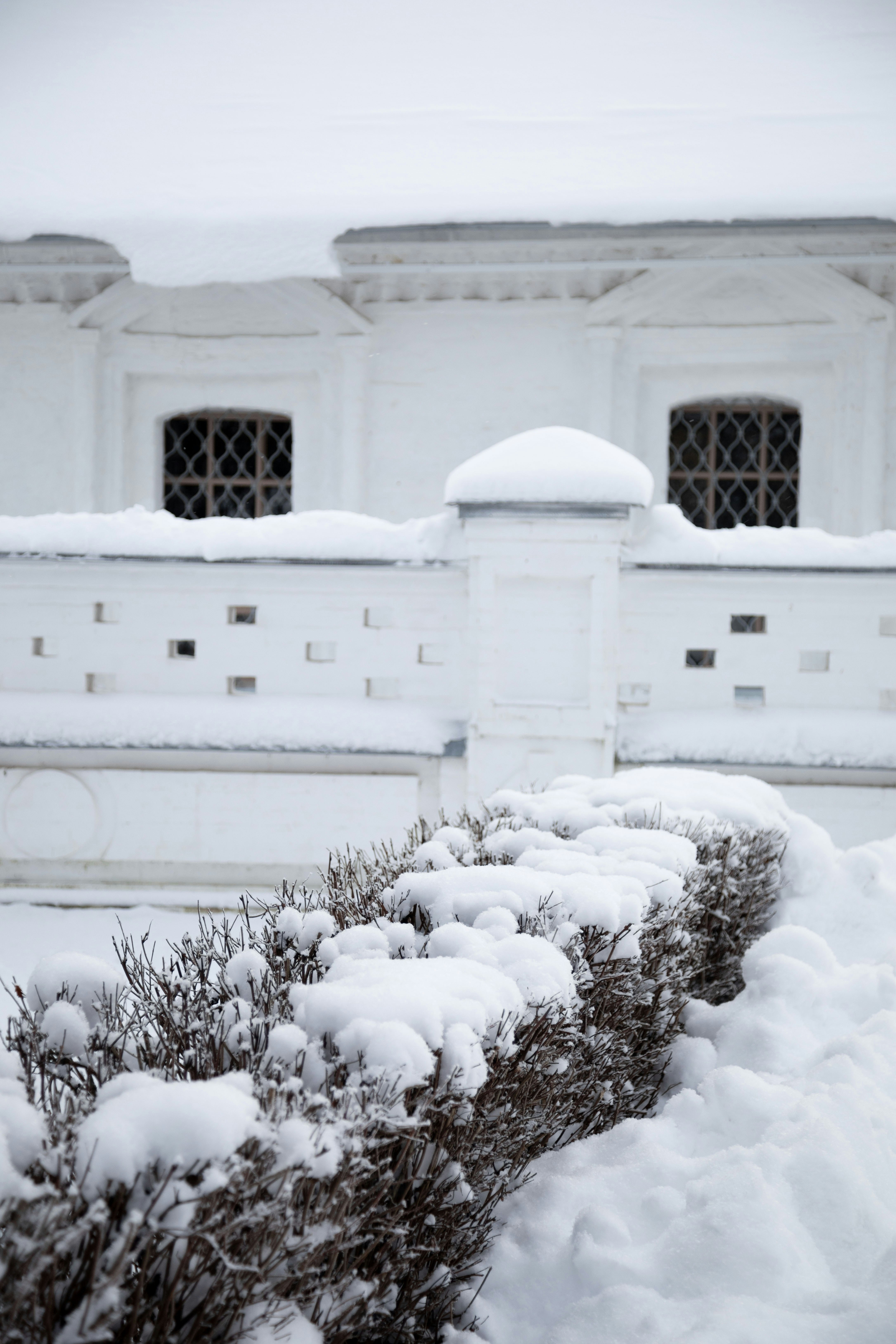 Snow covered bushes in front of a white building.