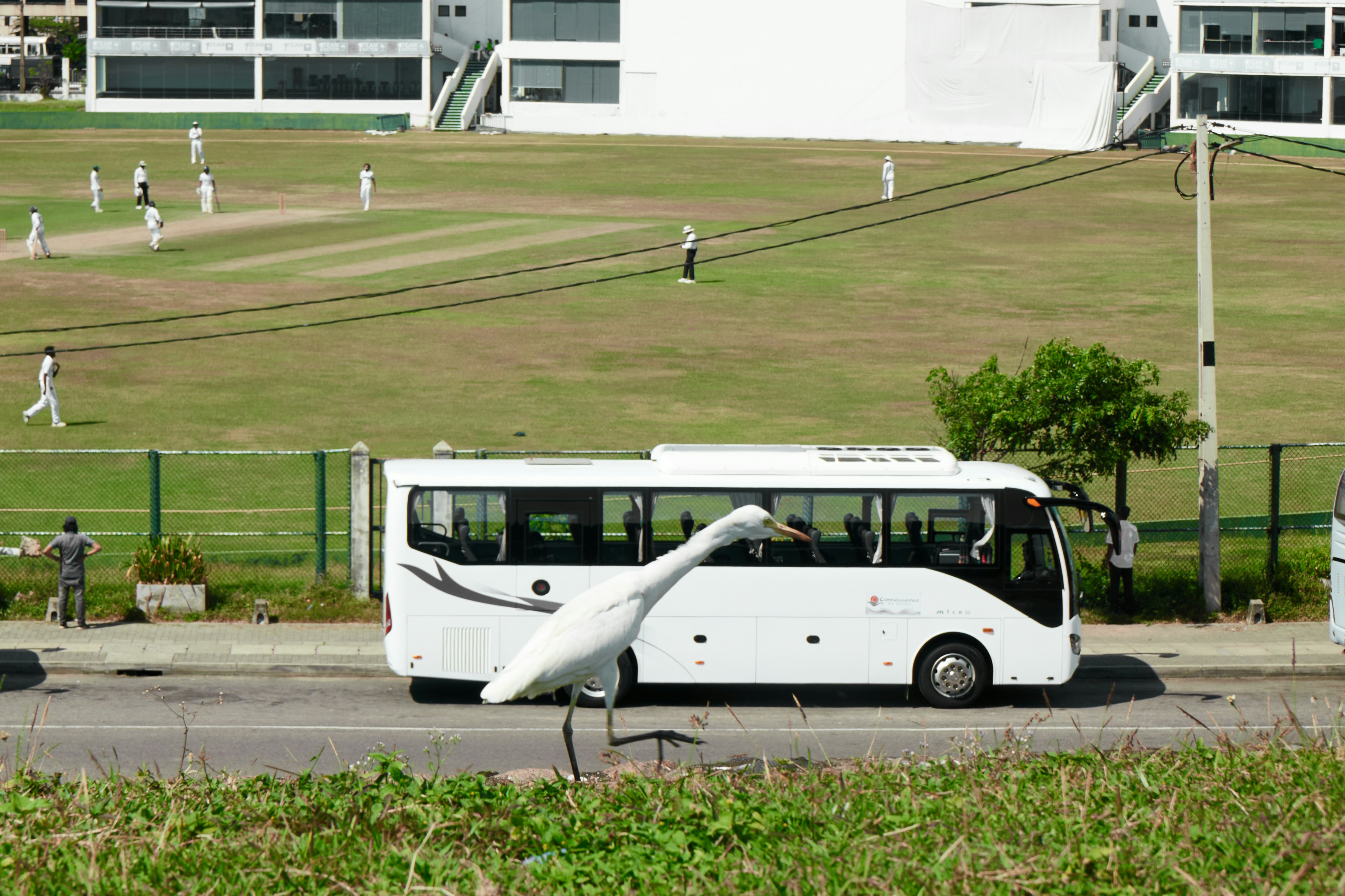 A white bus drives past a bird on the street.