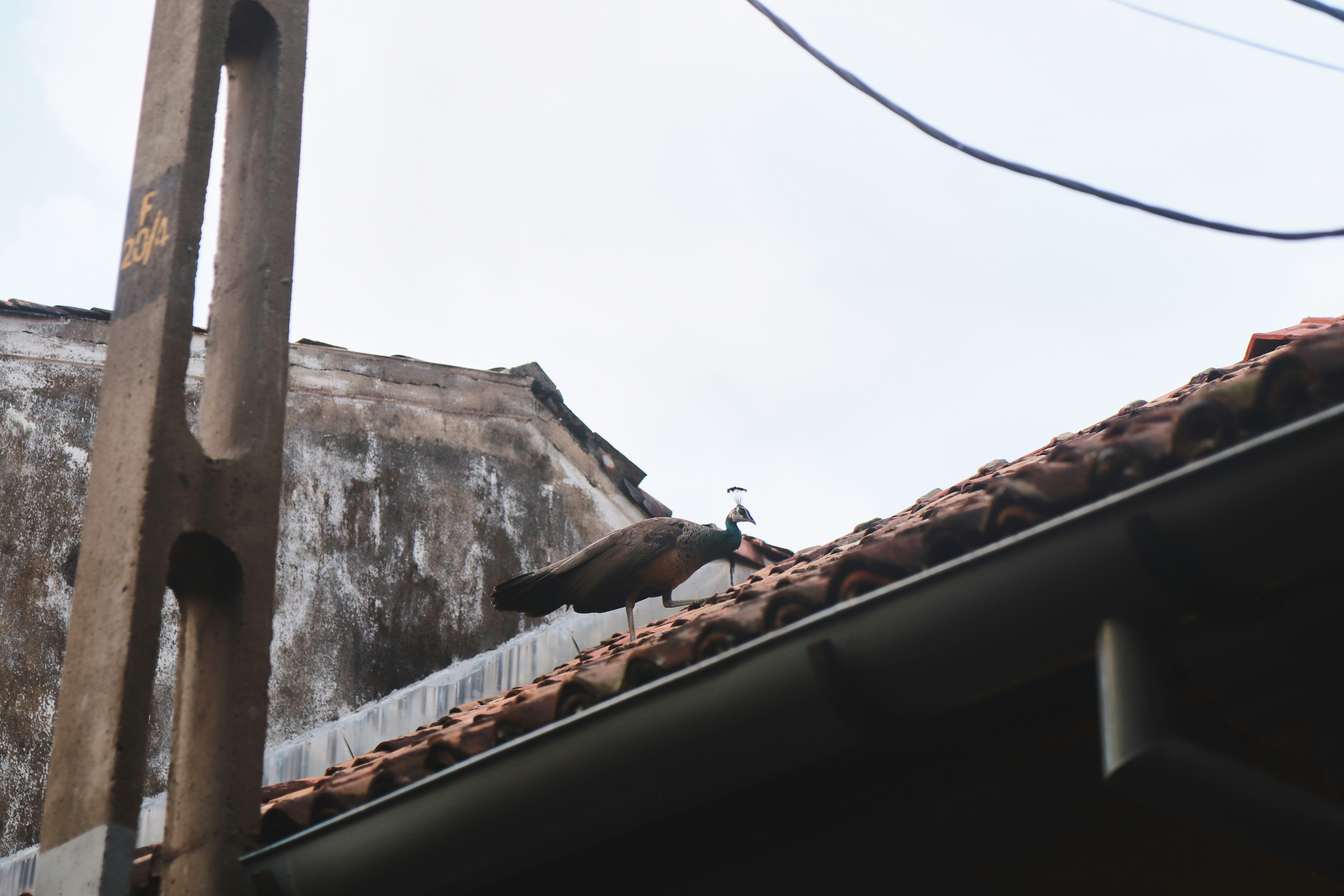 A pigeon rests on a tiled roof under wires