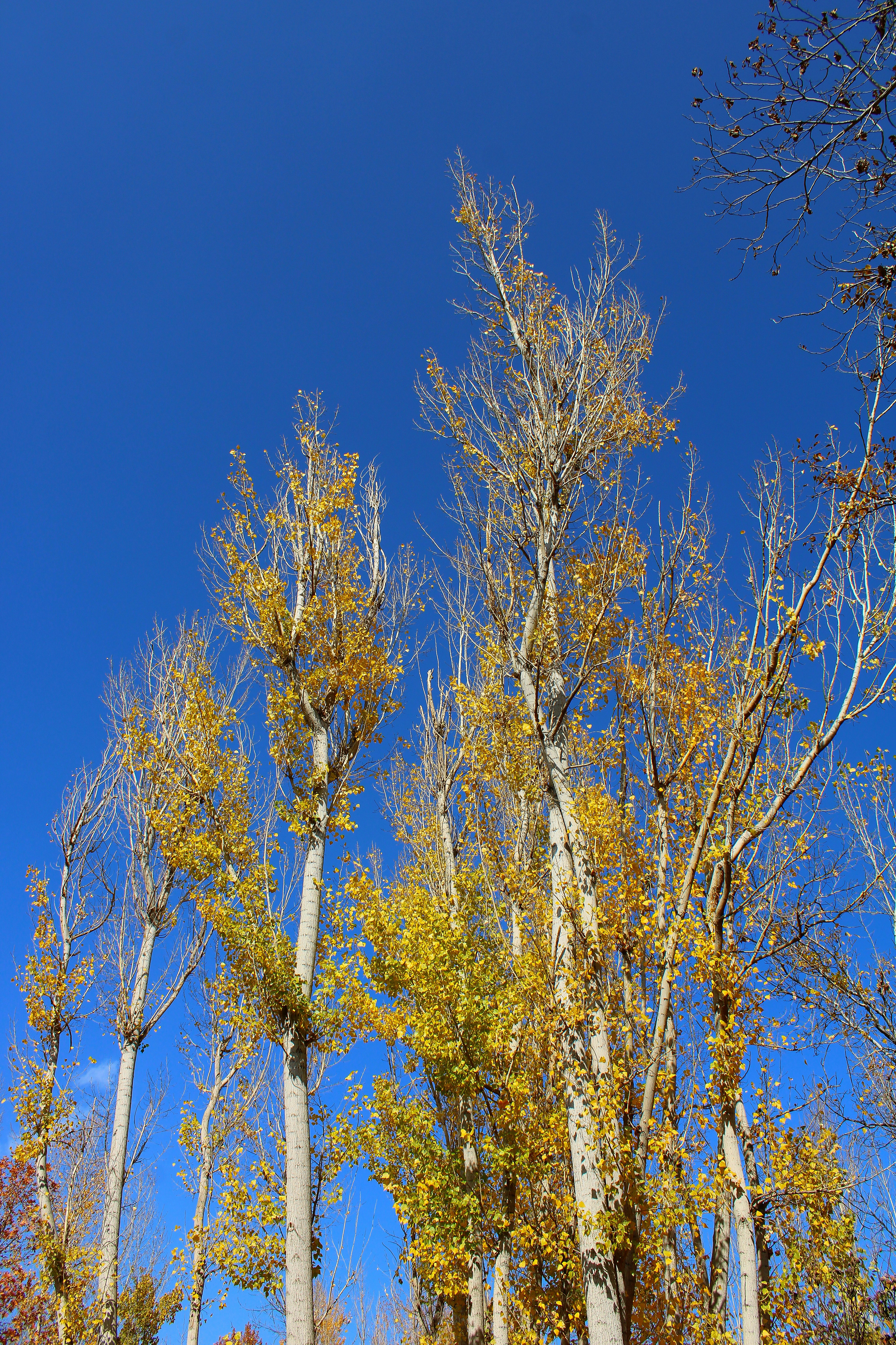 Tall trees with yellow leaves against a bright blue sky