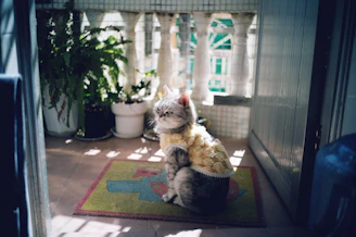 Un gato con un suéter personalizado