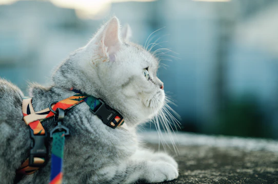 AllLife Complete Multi-Pet Formula