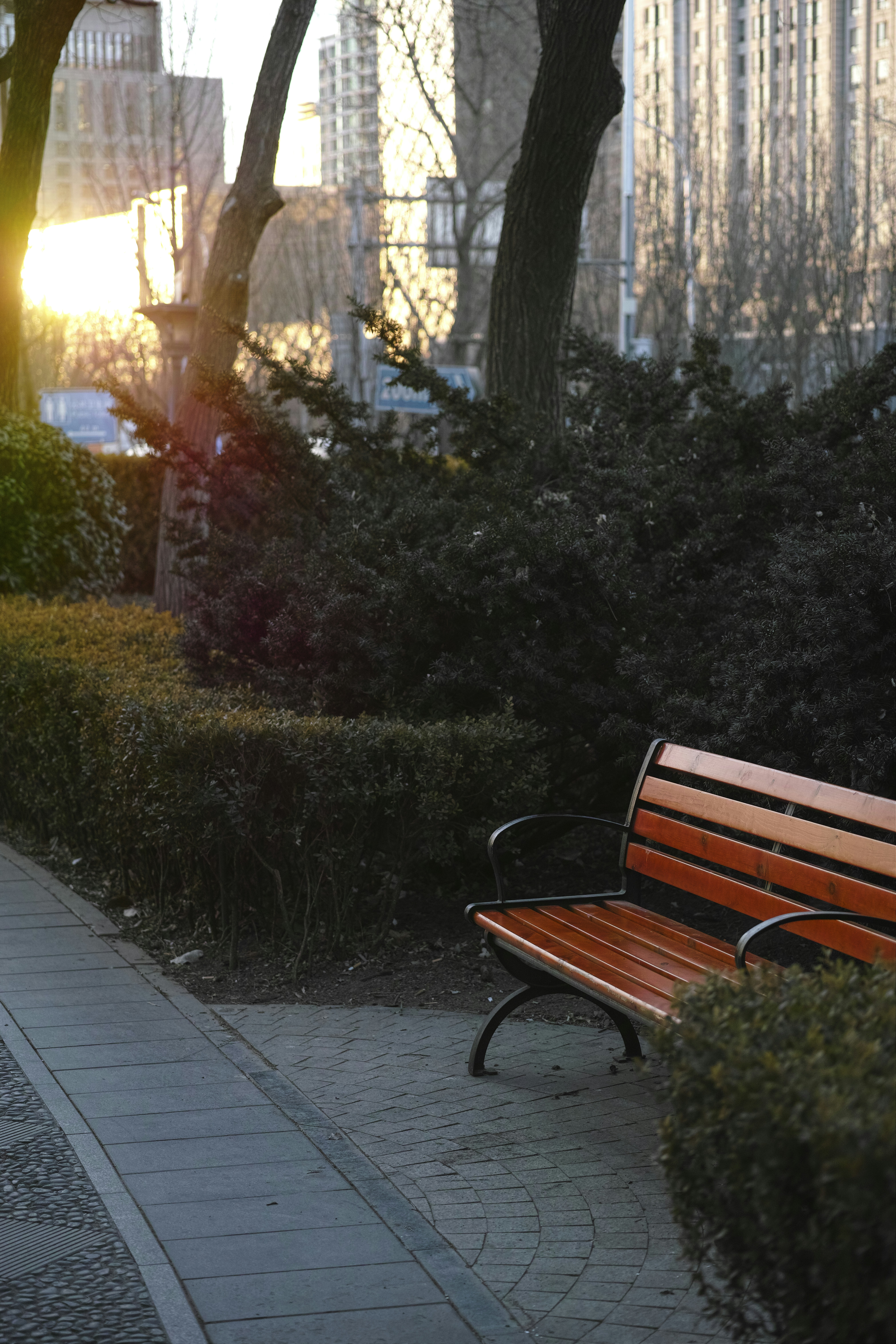 Banco vacío delante de los arbustos al atardecer.
