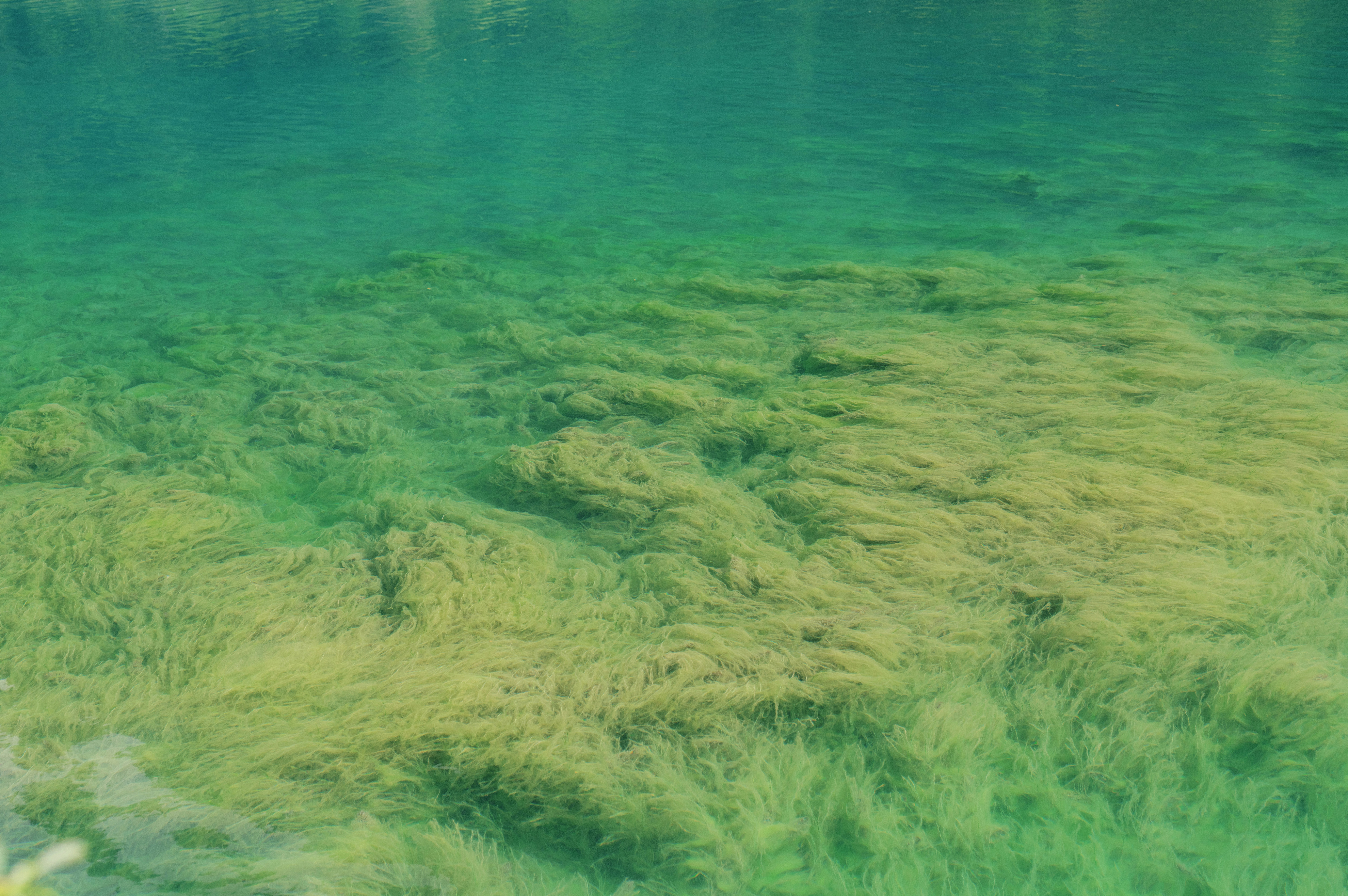 Bible Chat: Algae and Politics at the Reflecting Pool