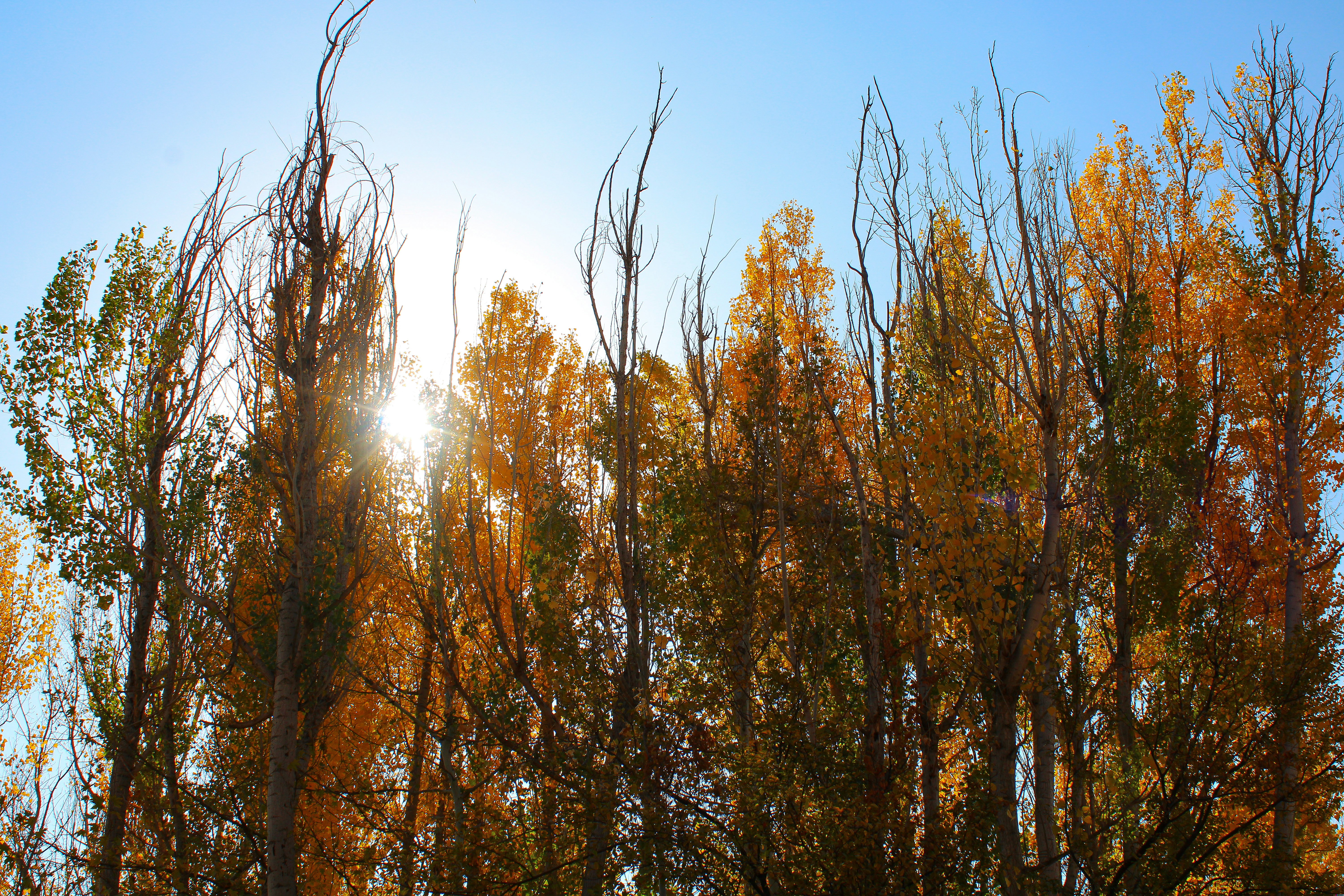 Tall trees with autumn leaves against a bright sky