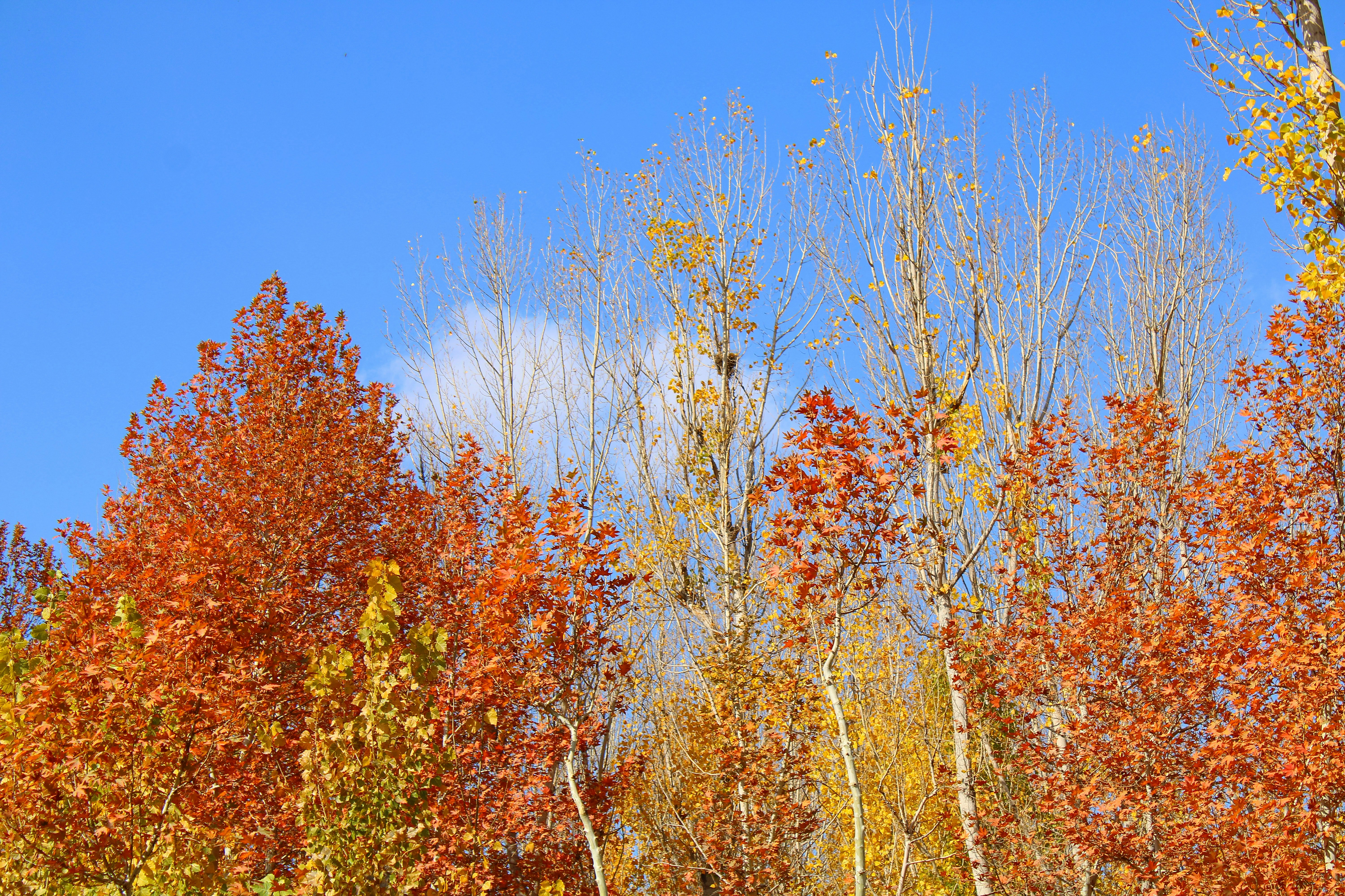 Autumn trees with colorful leaves against blue sky
