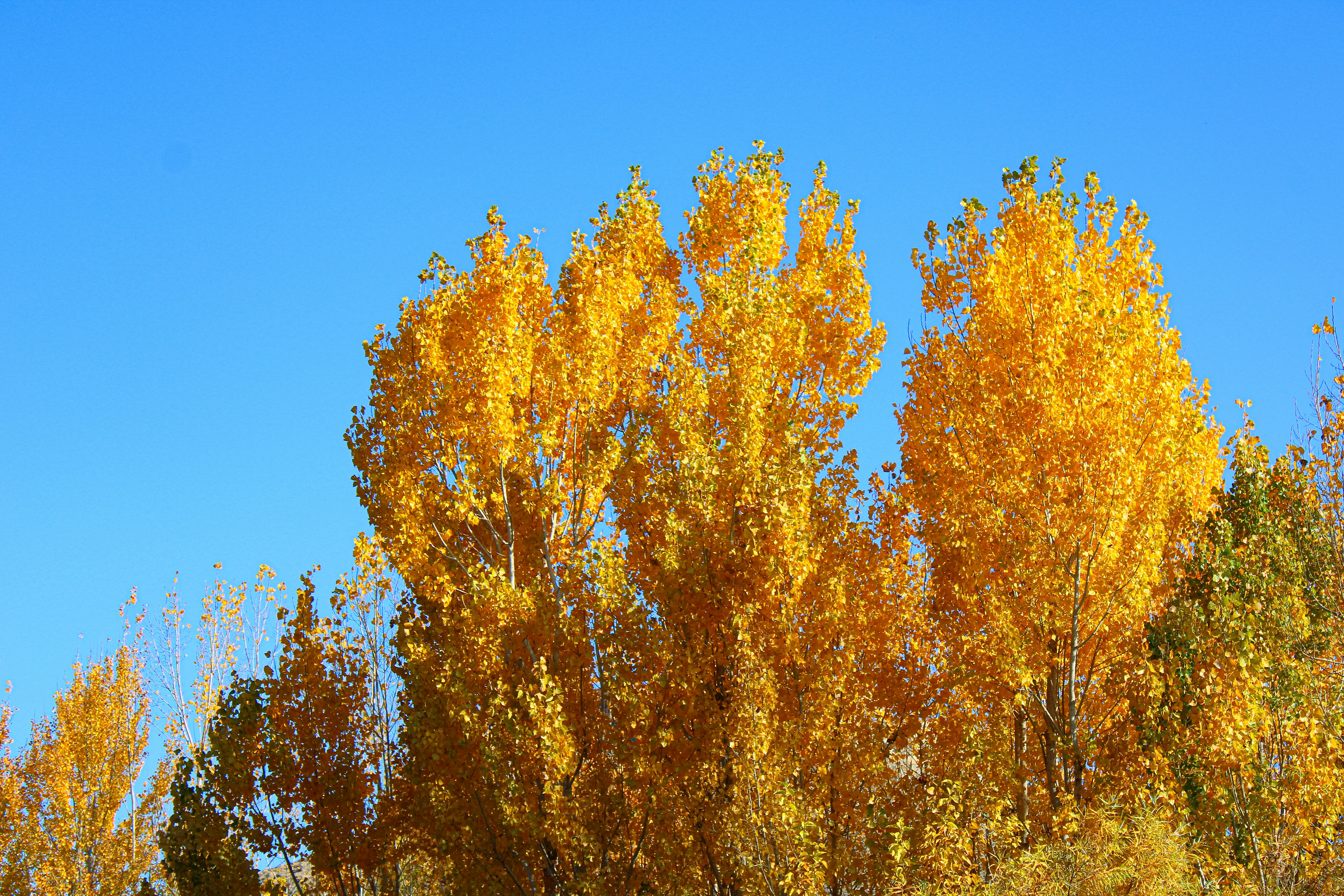 Golden autumn trees against a clear blue sky