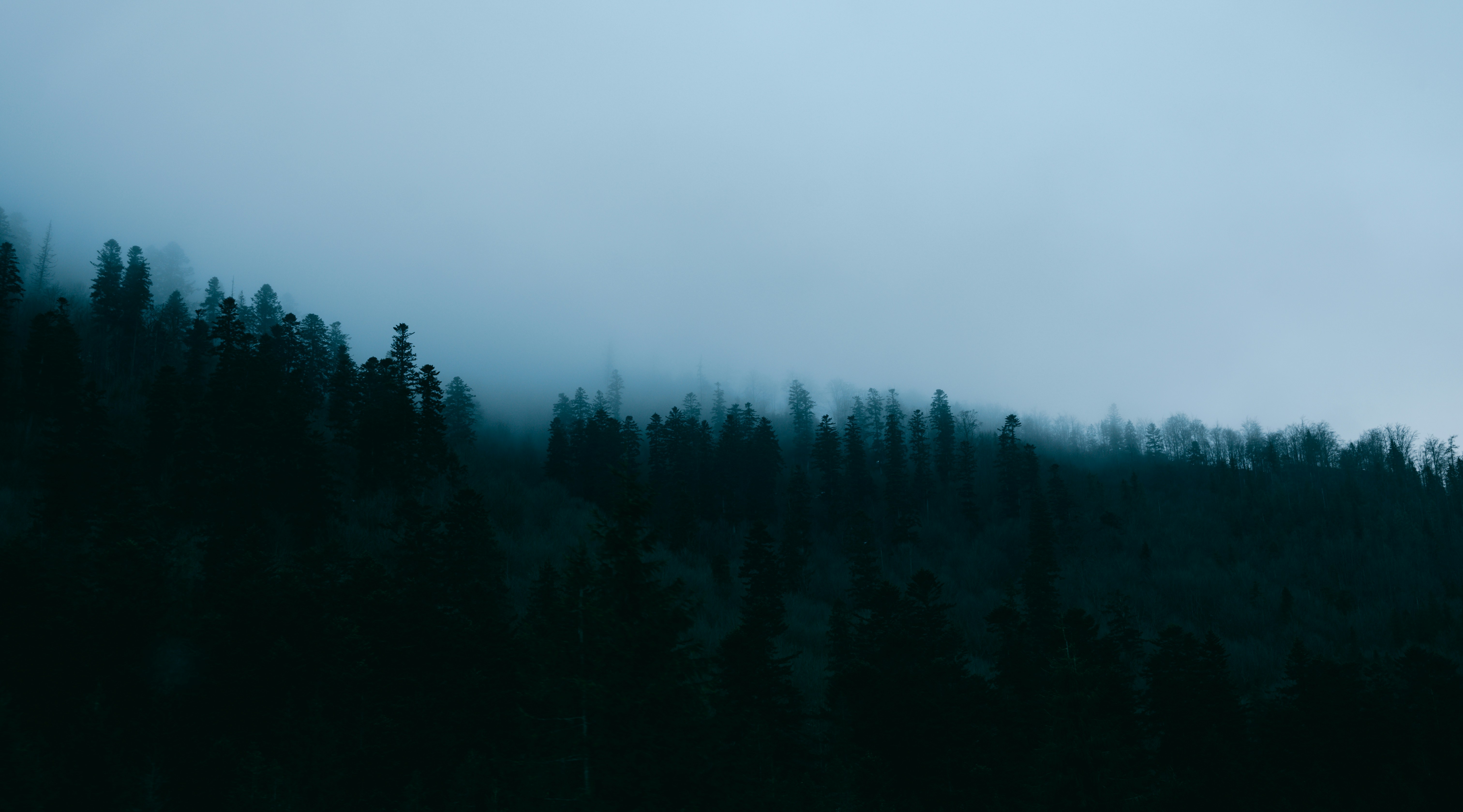 Dark forest shrouded in mist under a pale sky.