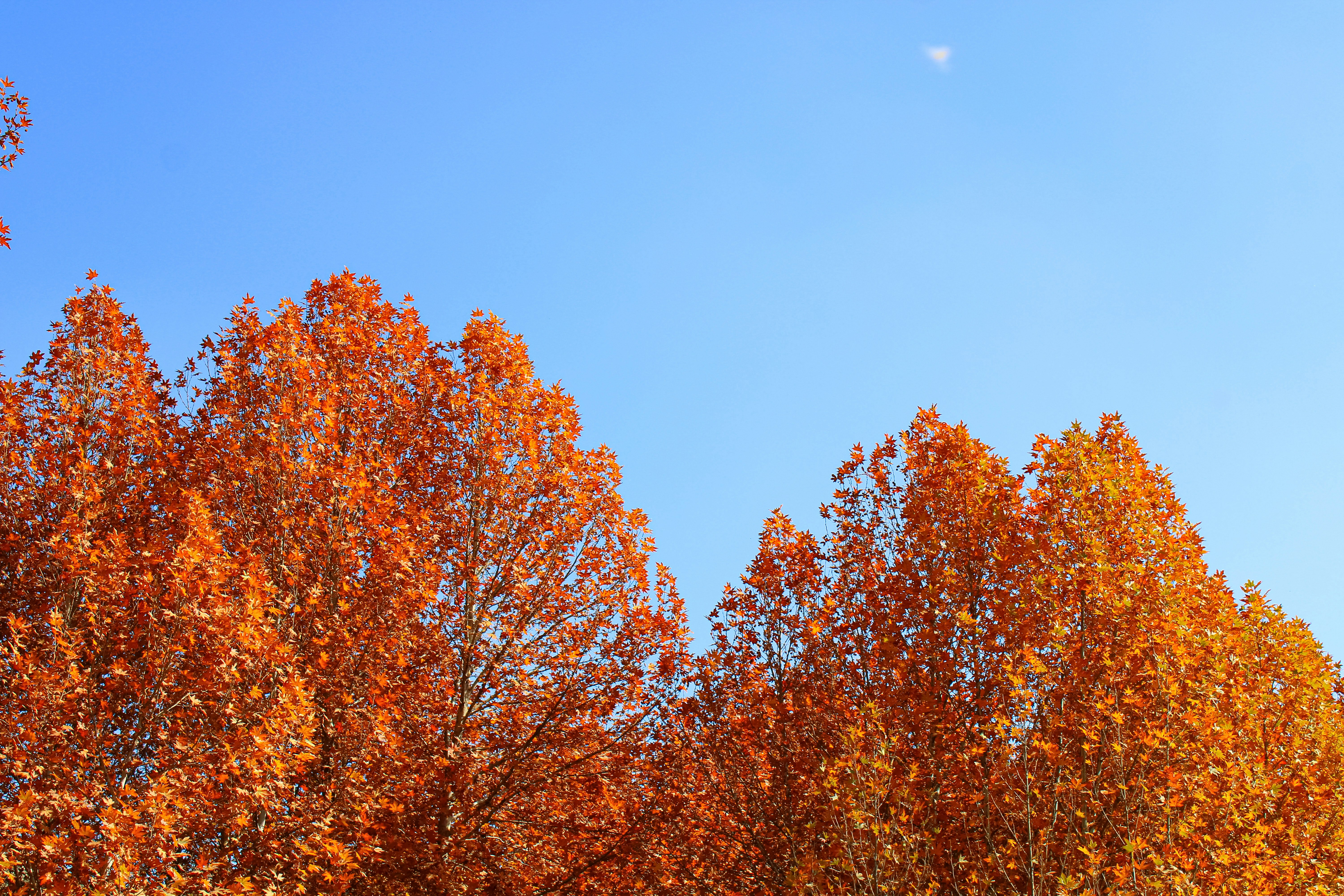 Bright orange autumn trees against a clear blue sky