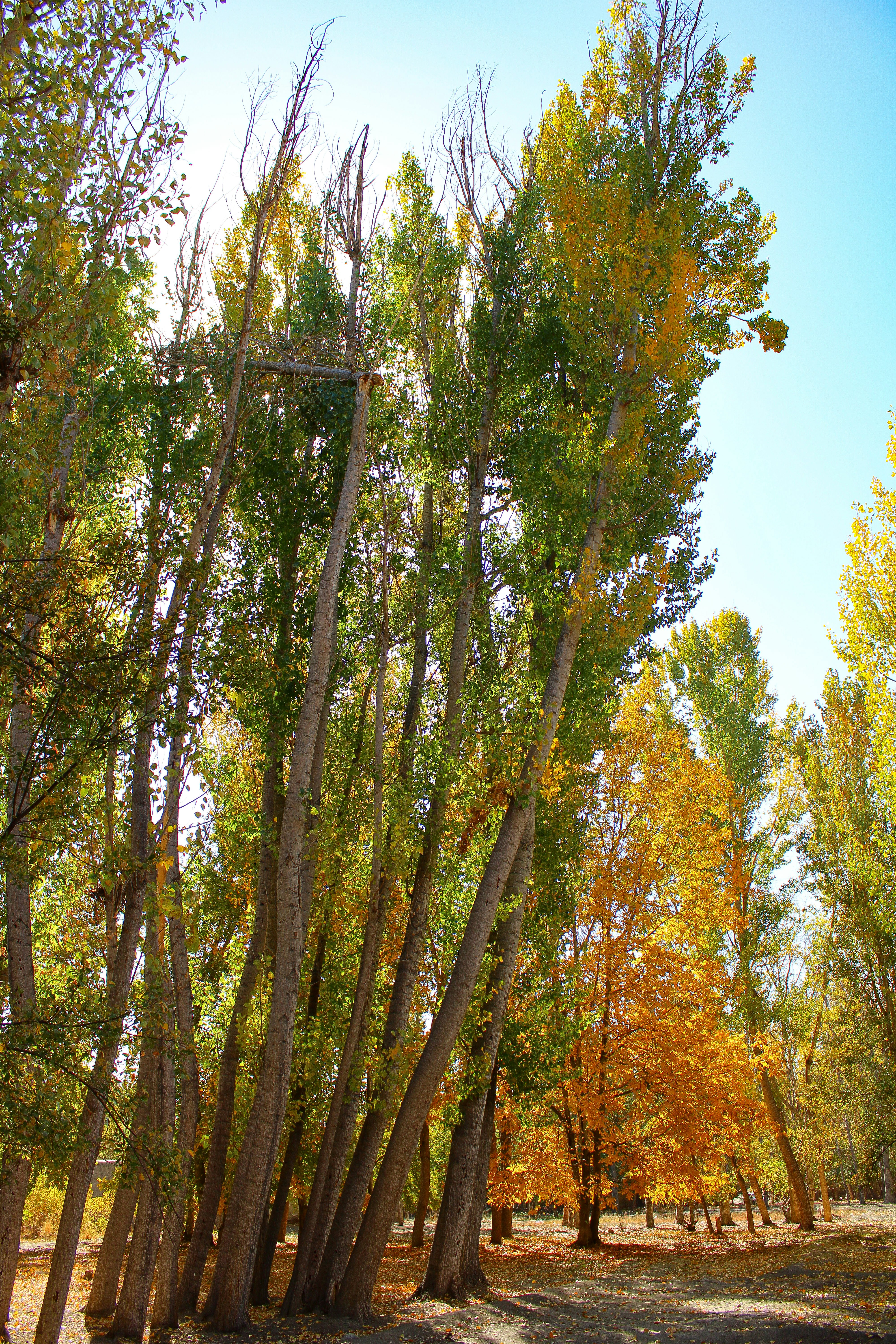 Tall trees with green and yellow leaves in autumn.