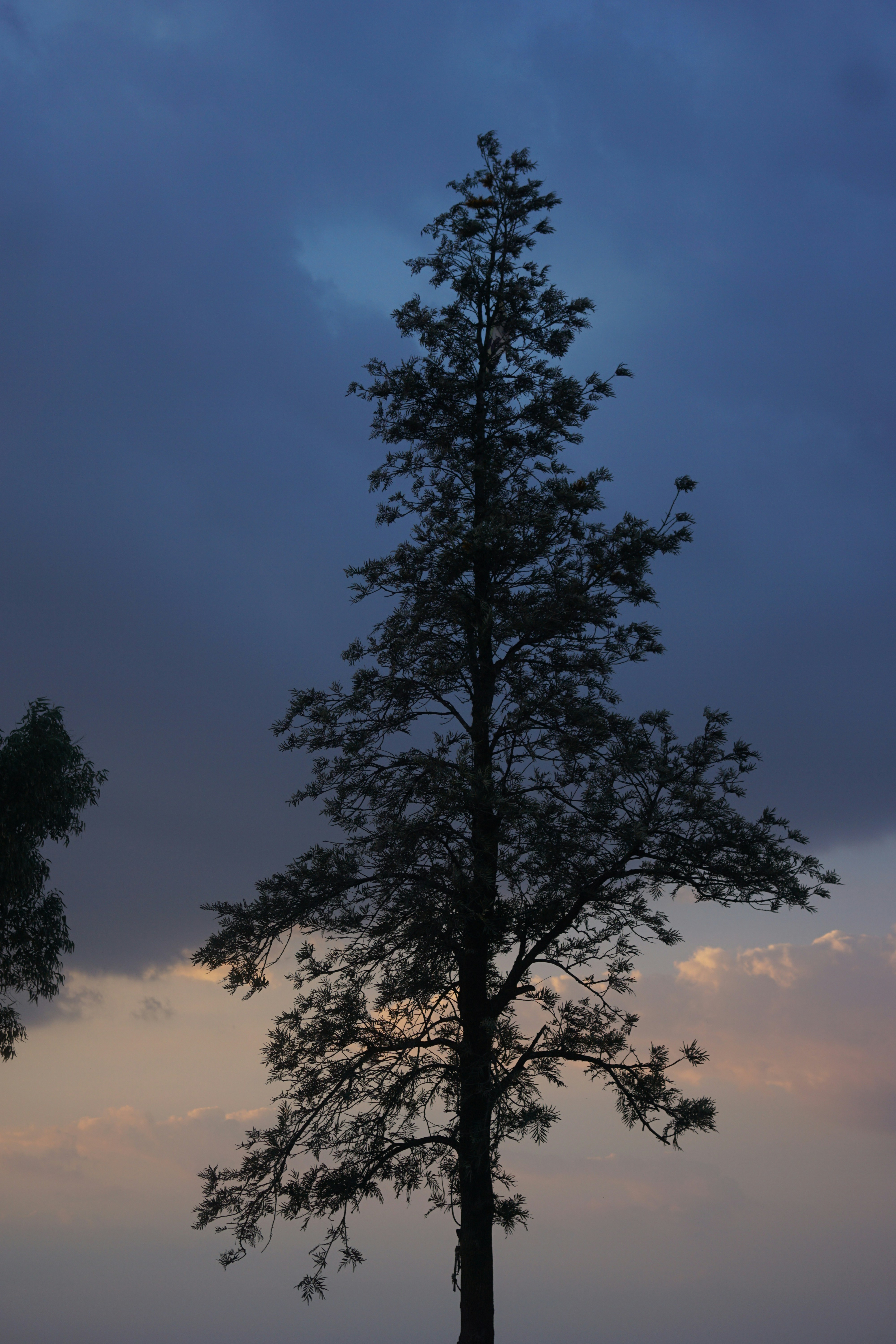 Silhouette of a tall tree against a stormy sky