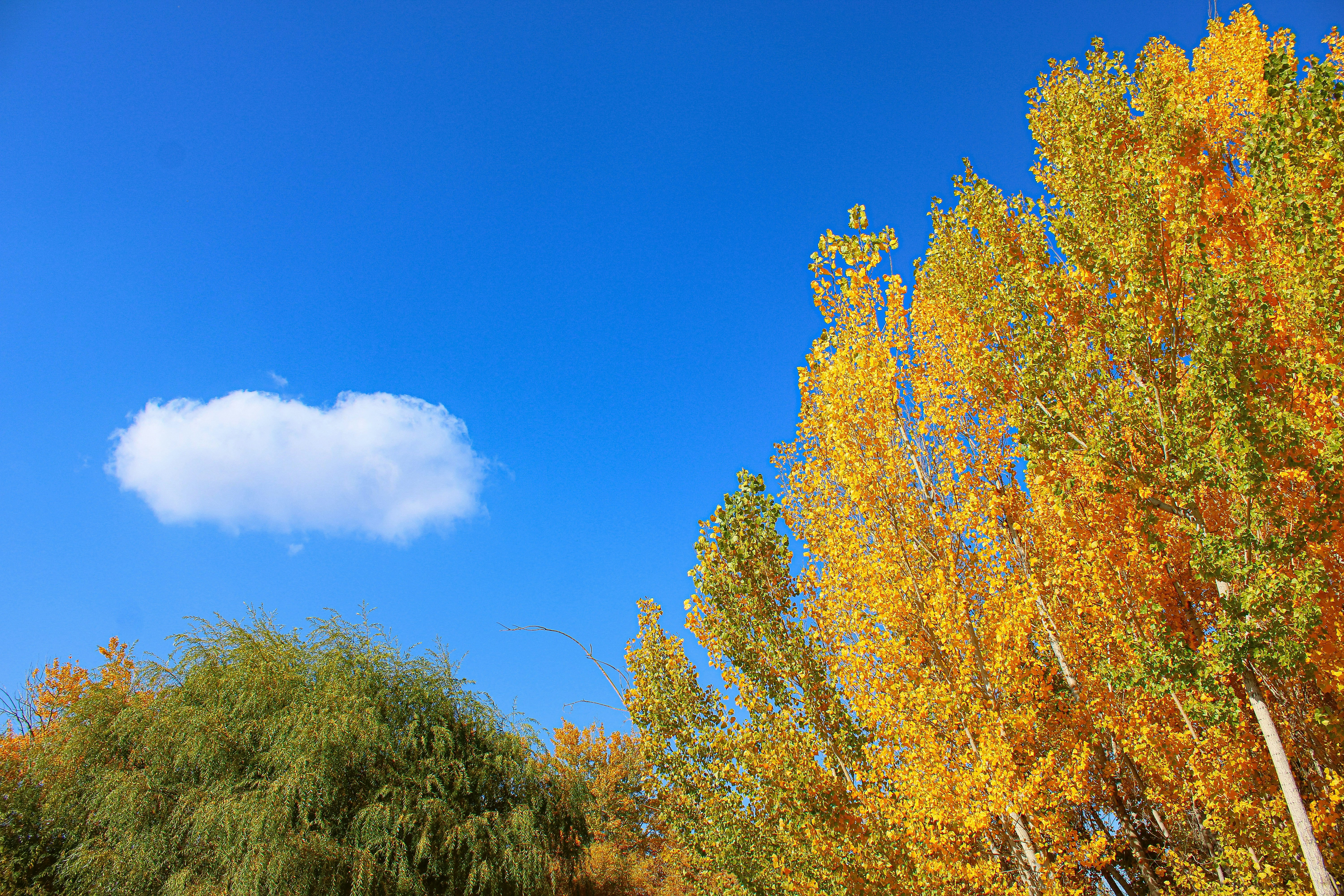 Bright blue sky with a single cloud over autumn trees