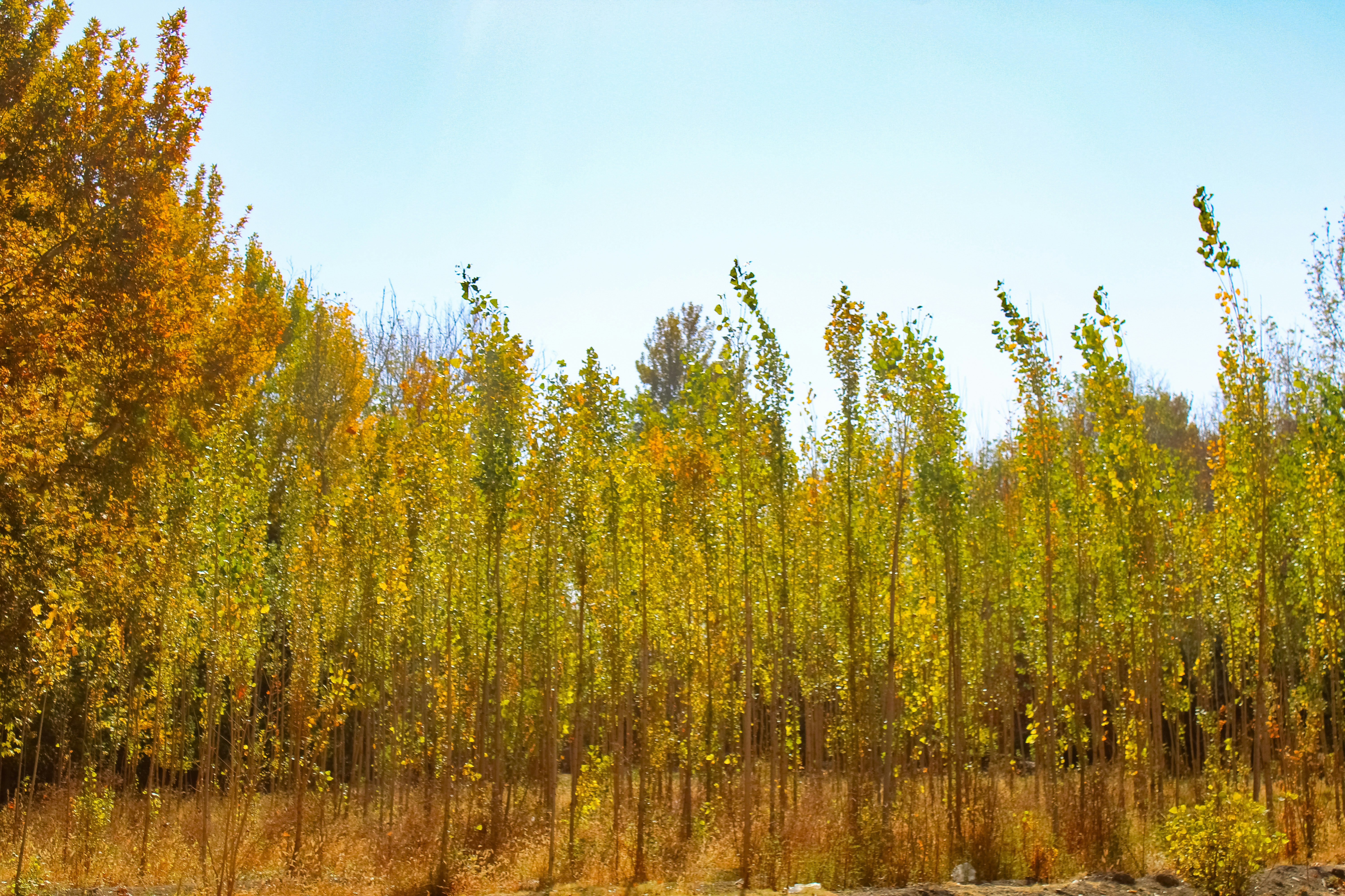 Tall trees with yellow leaves under a clear blue sky.