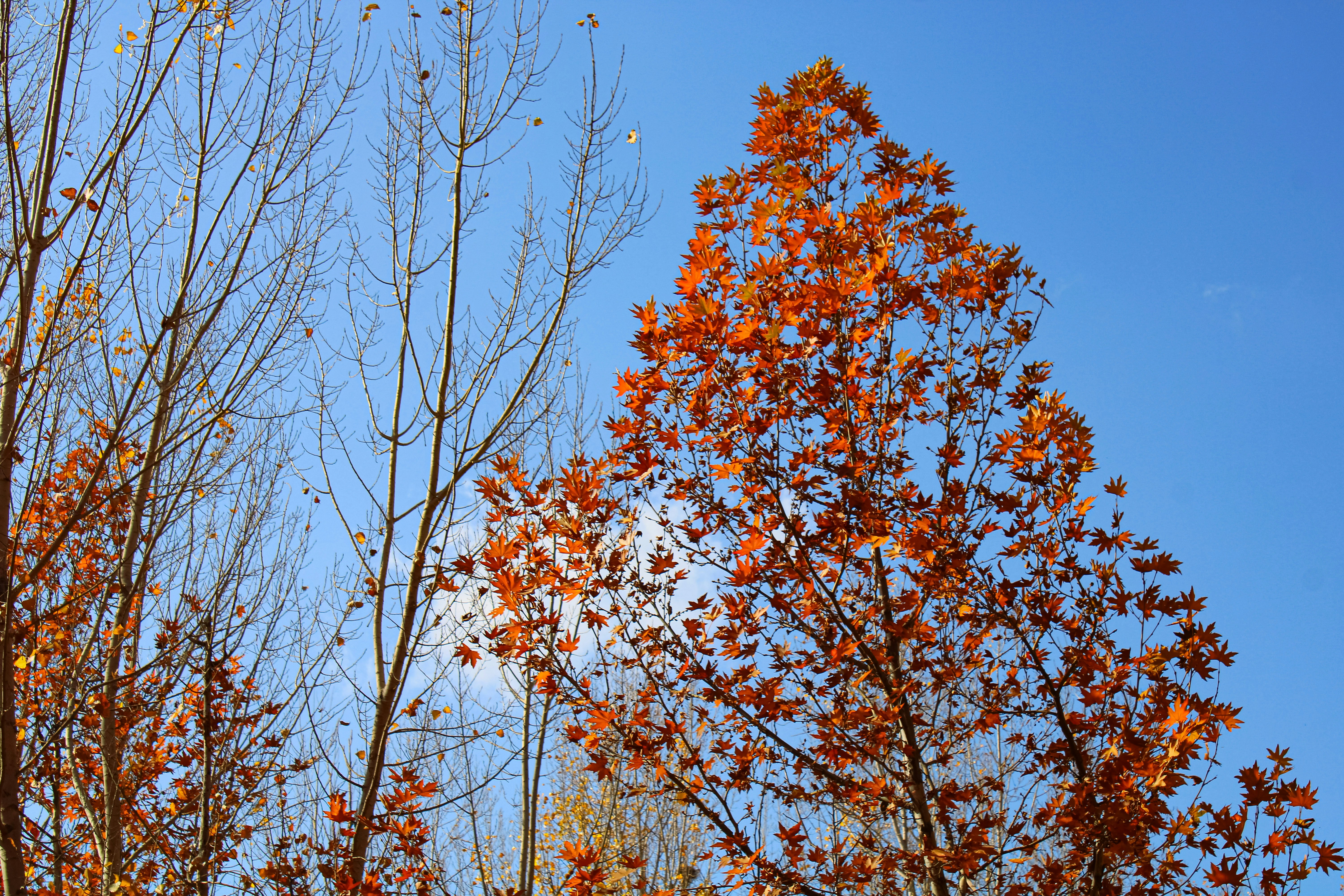 Autumn leaves on trees against a clear blue sky