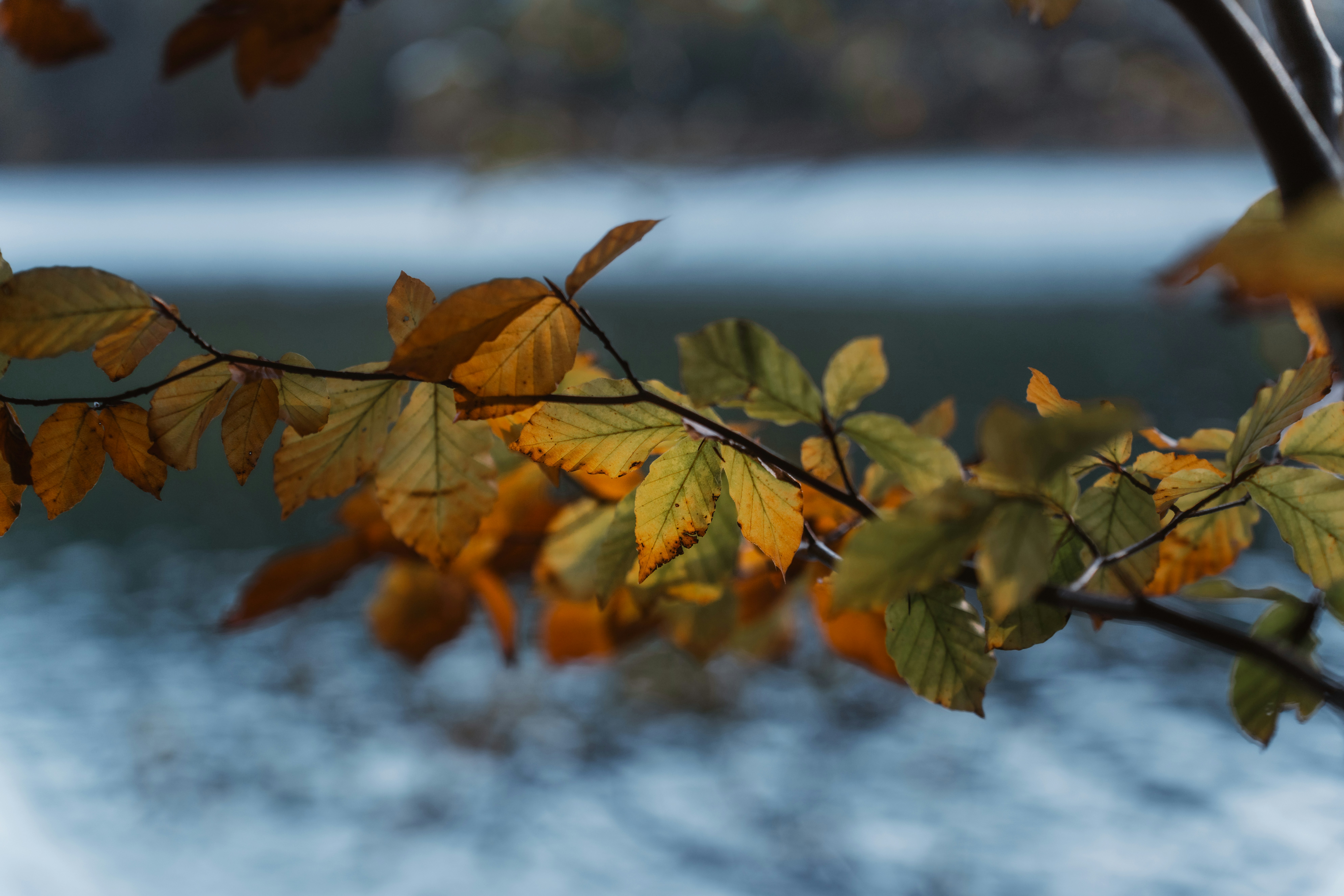 Autumn leaves on a branch with blurred background.