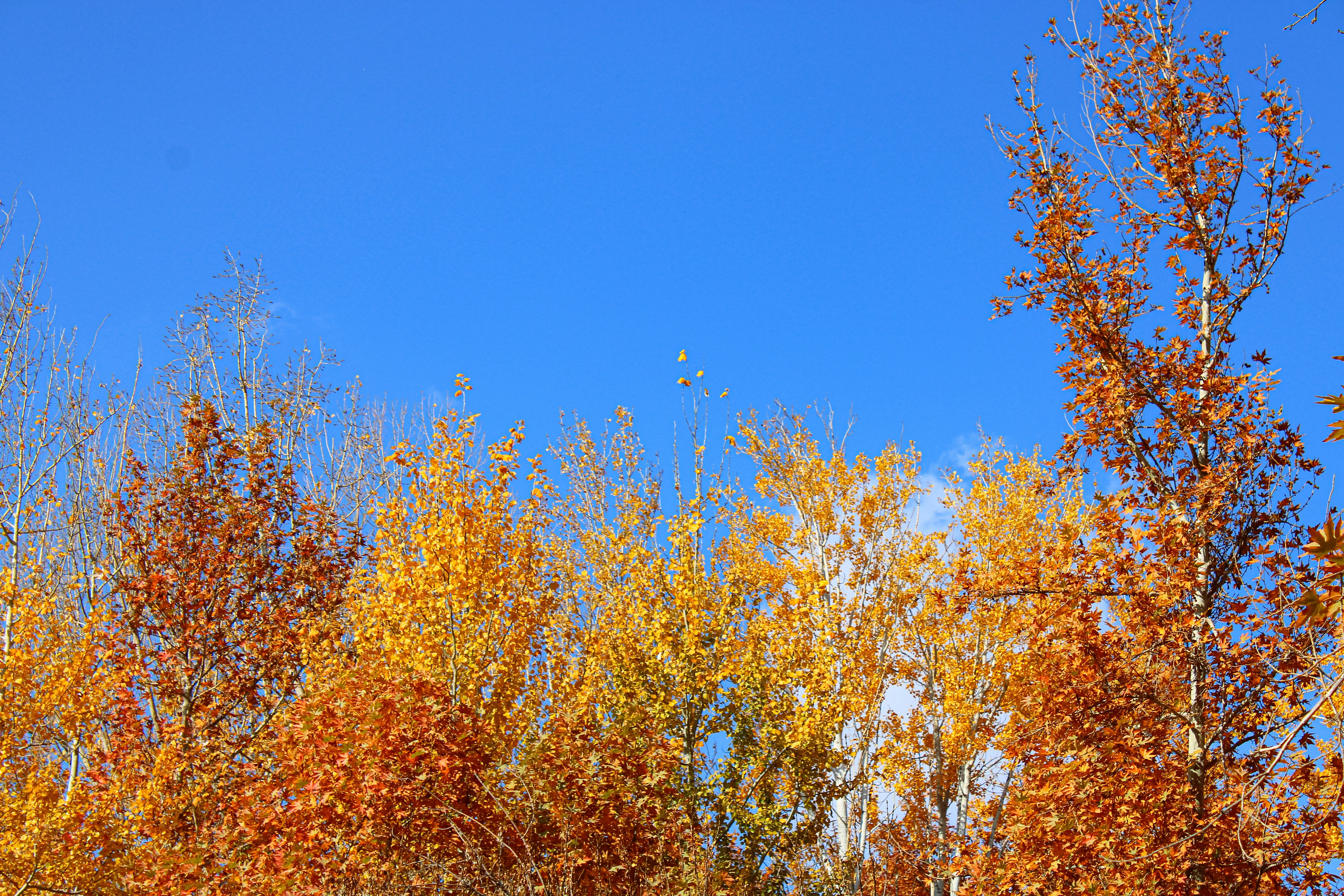 Autumn trees with colorful leaves against a blue sky