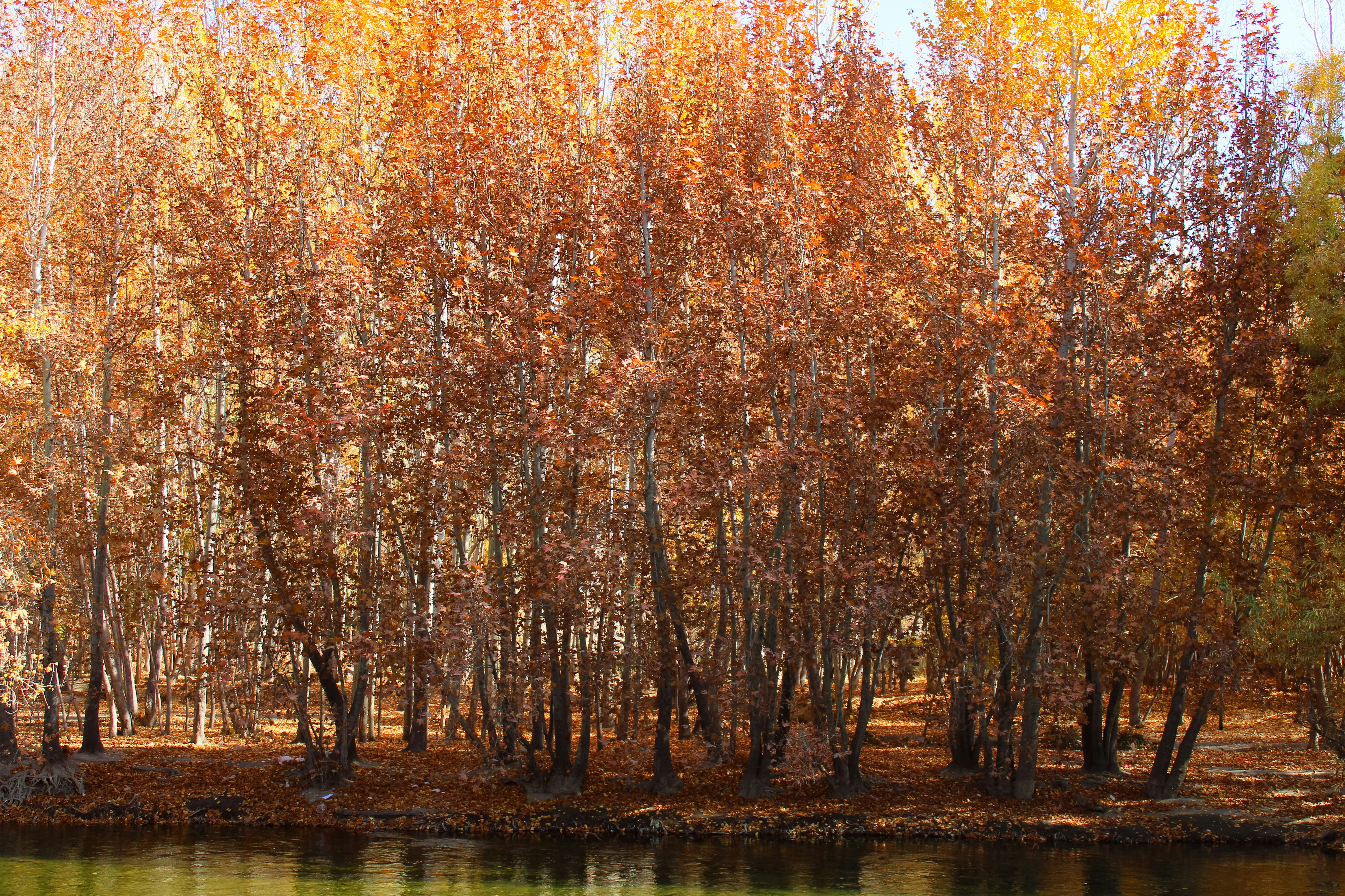 Autumn trees with brown leaves reflected in water