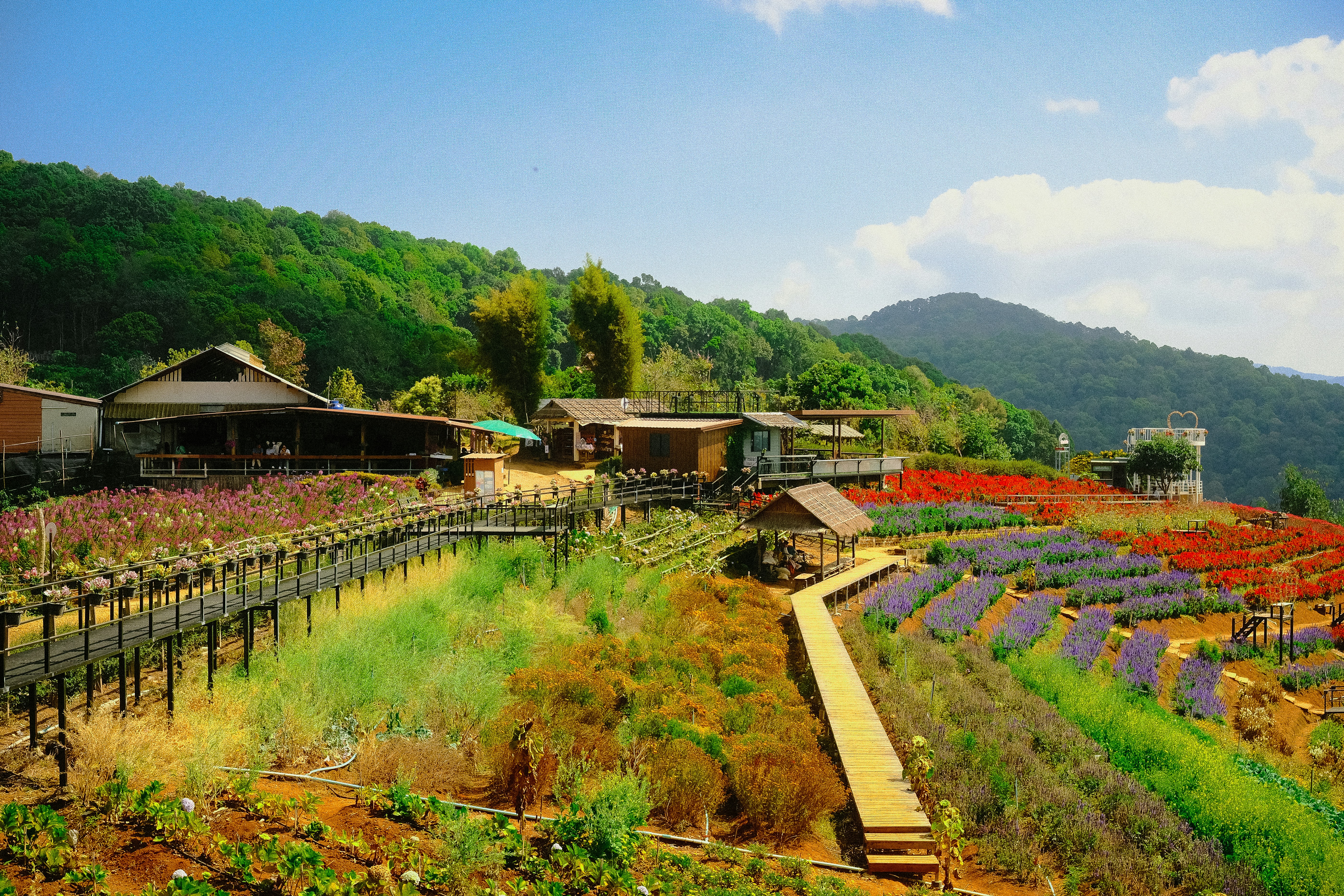 A scenic mountain village with colorful flower fields.