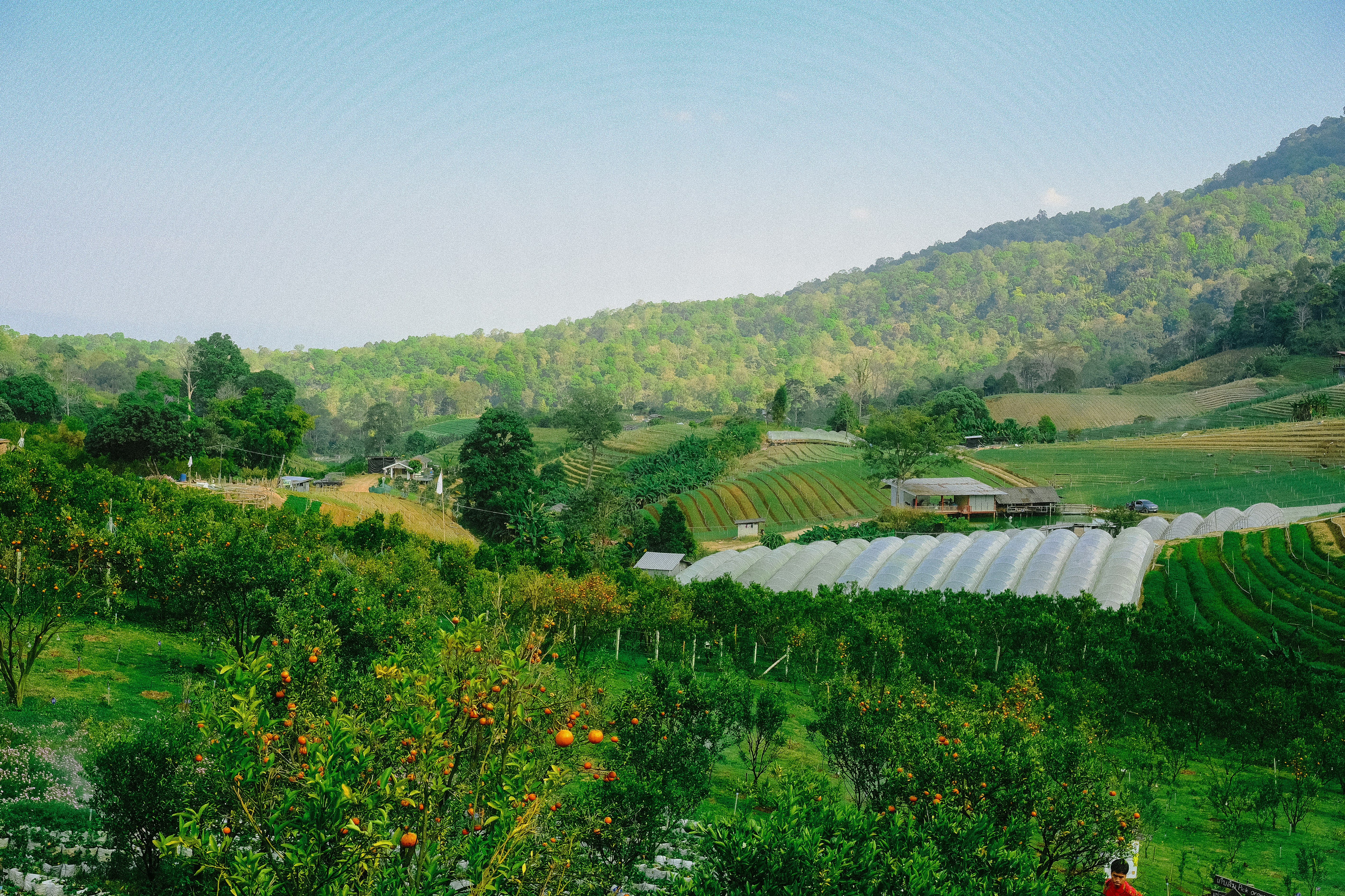 Mae Rim, Thailand - one of the orange farm that i visited on my recent trip to mae rim