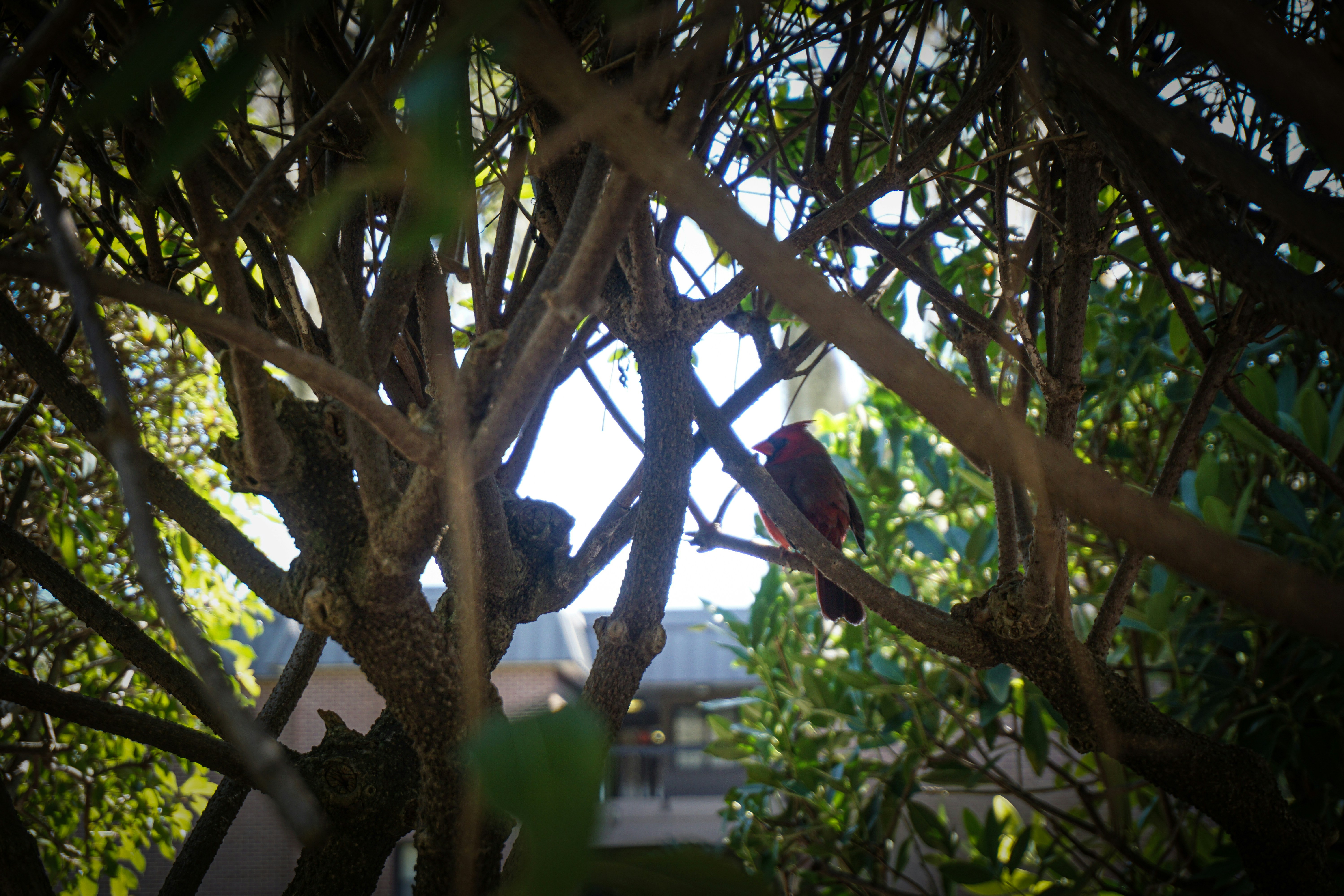 A close-up shot of a fruit bat hanging upside down on a tree branch, with some fruit visible.