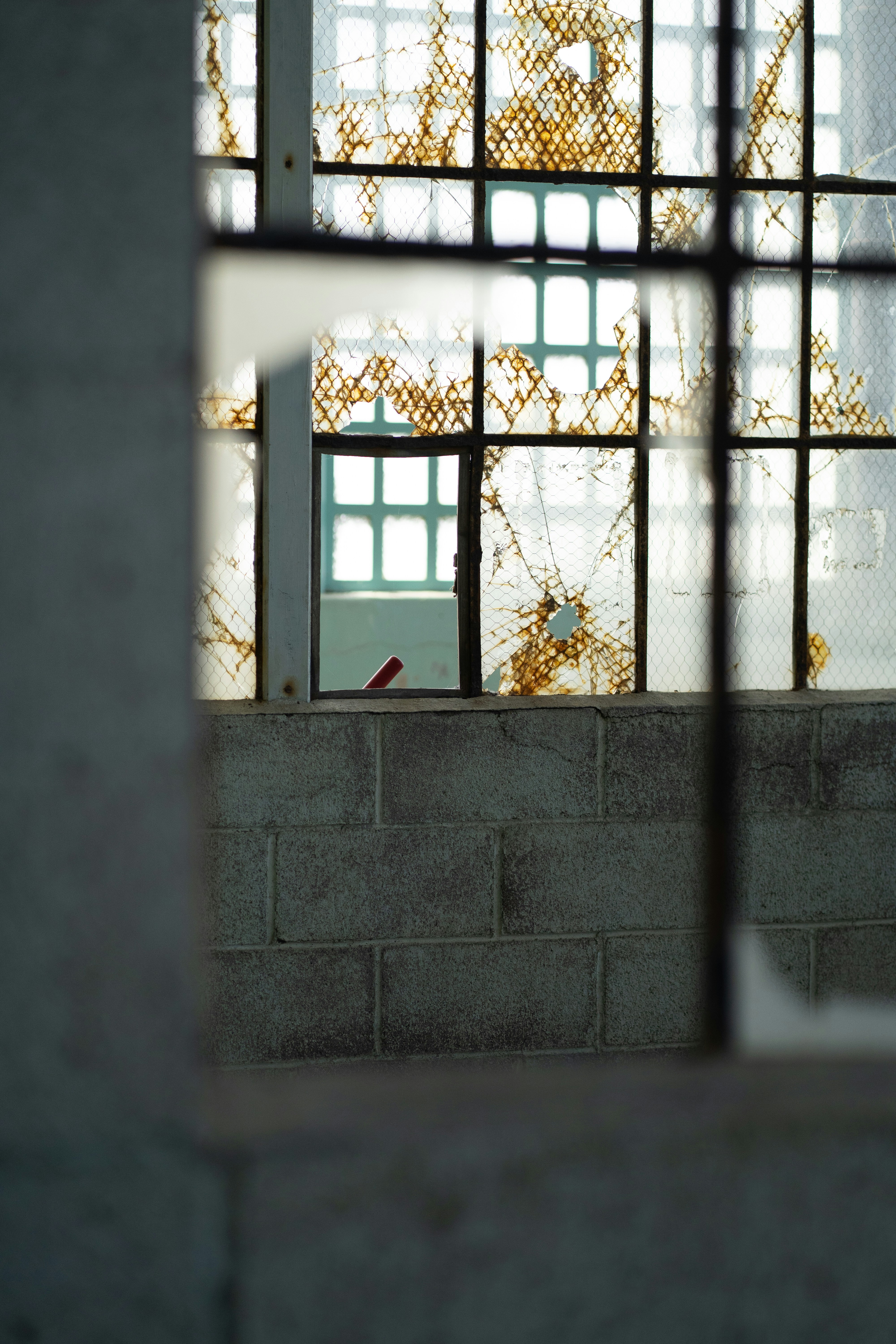 Broken window panes with yellow vines growing