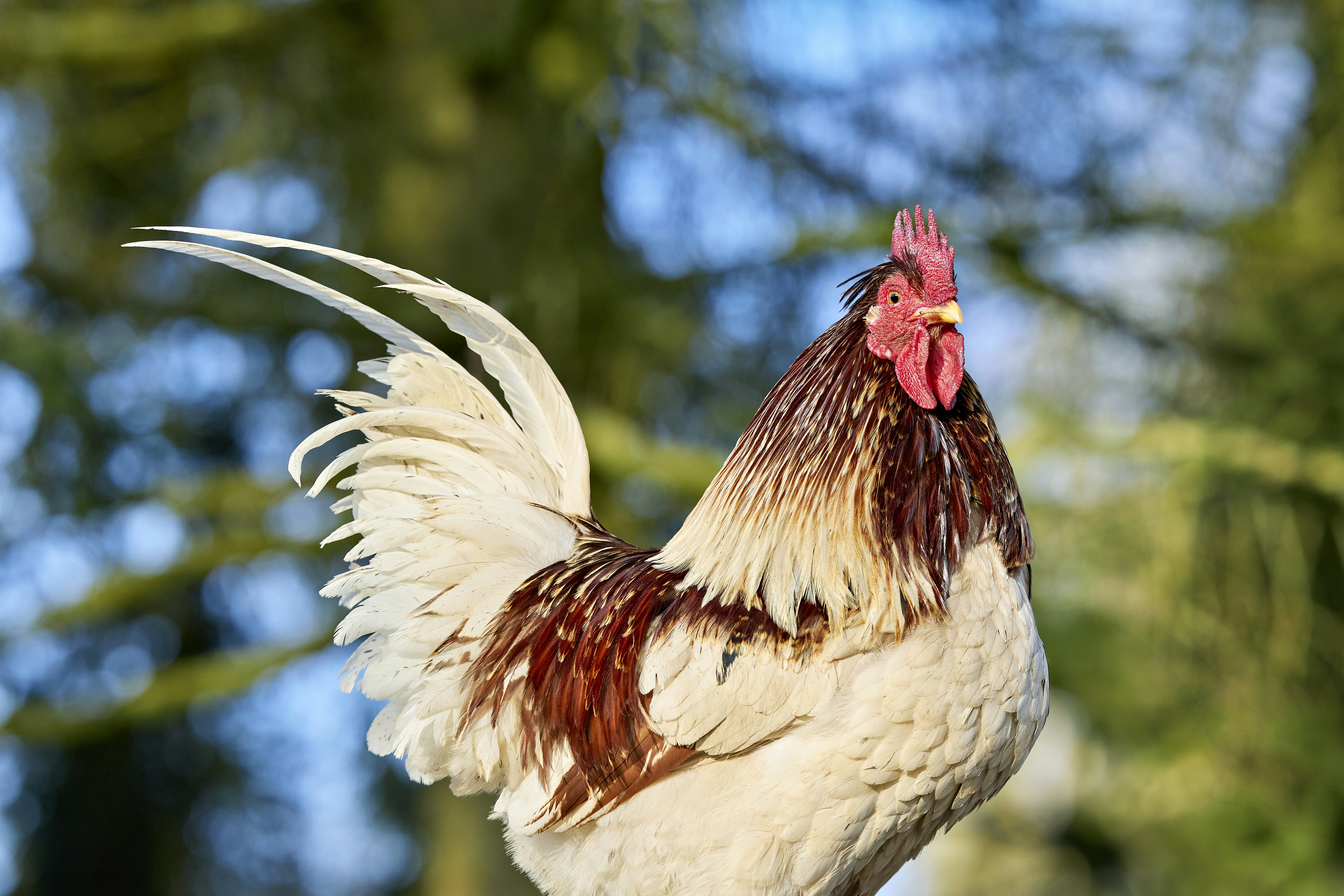 Photo by erwinbosman