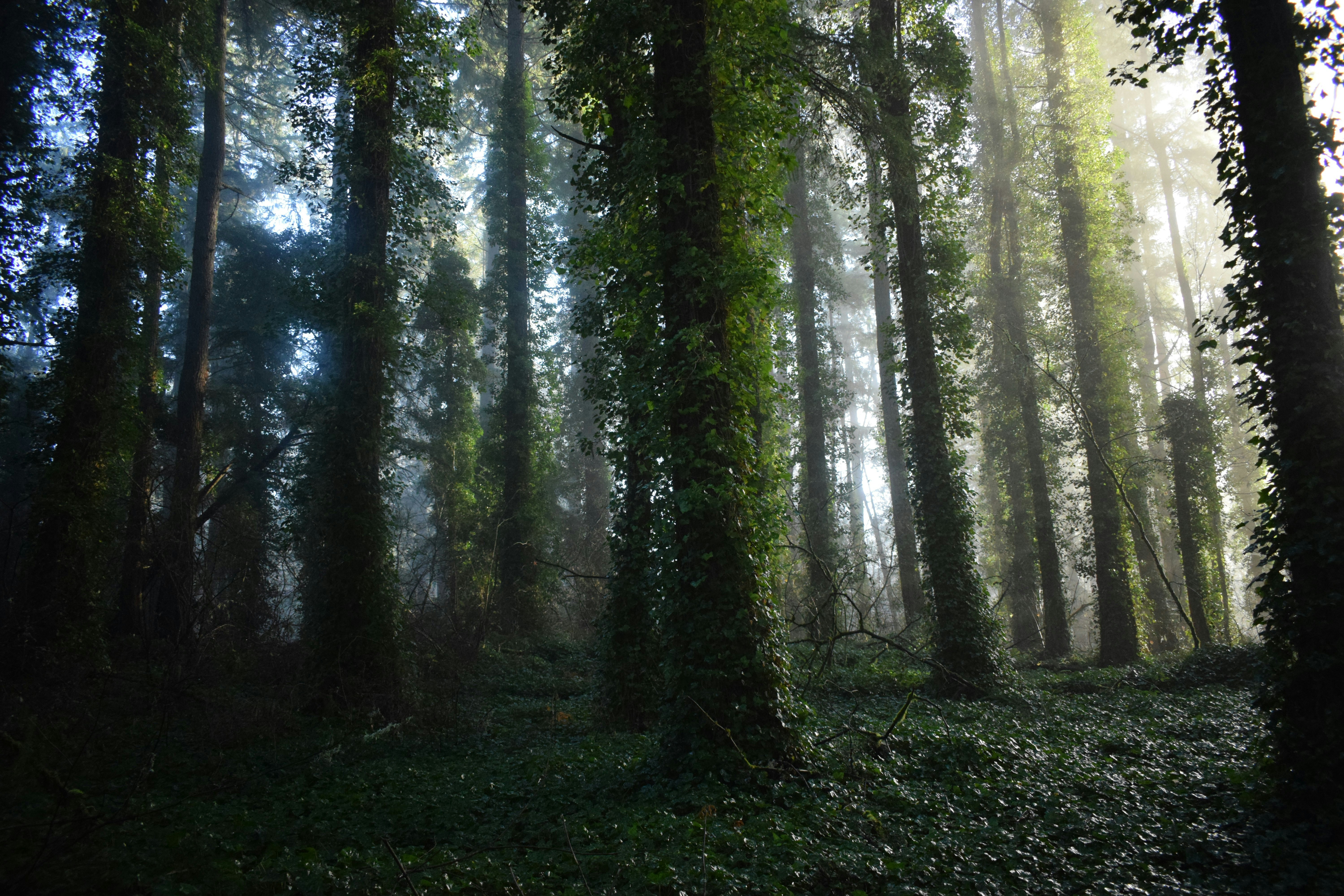 Sunlight filters through a misty, vine-covered forest.