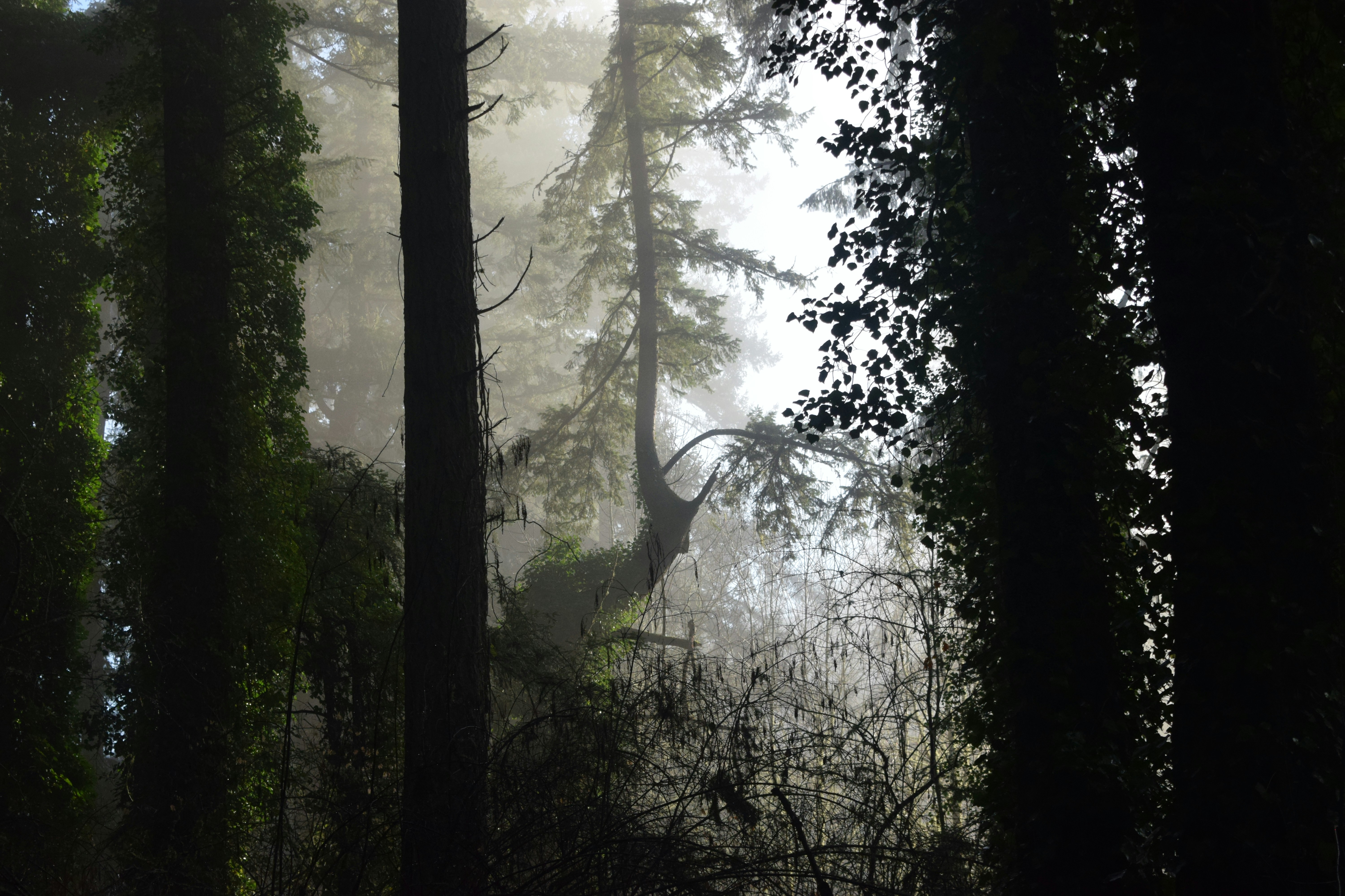 Misty forest with tall trees and sunlight filtering through