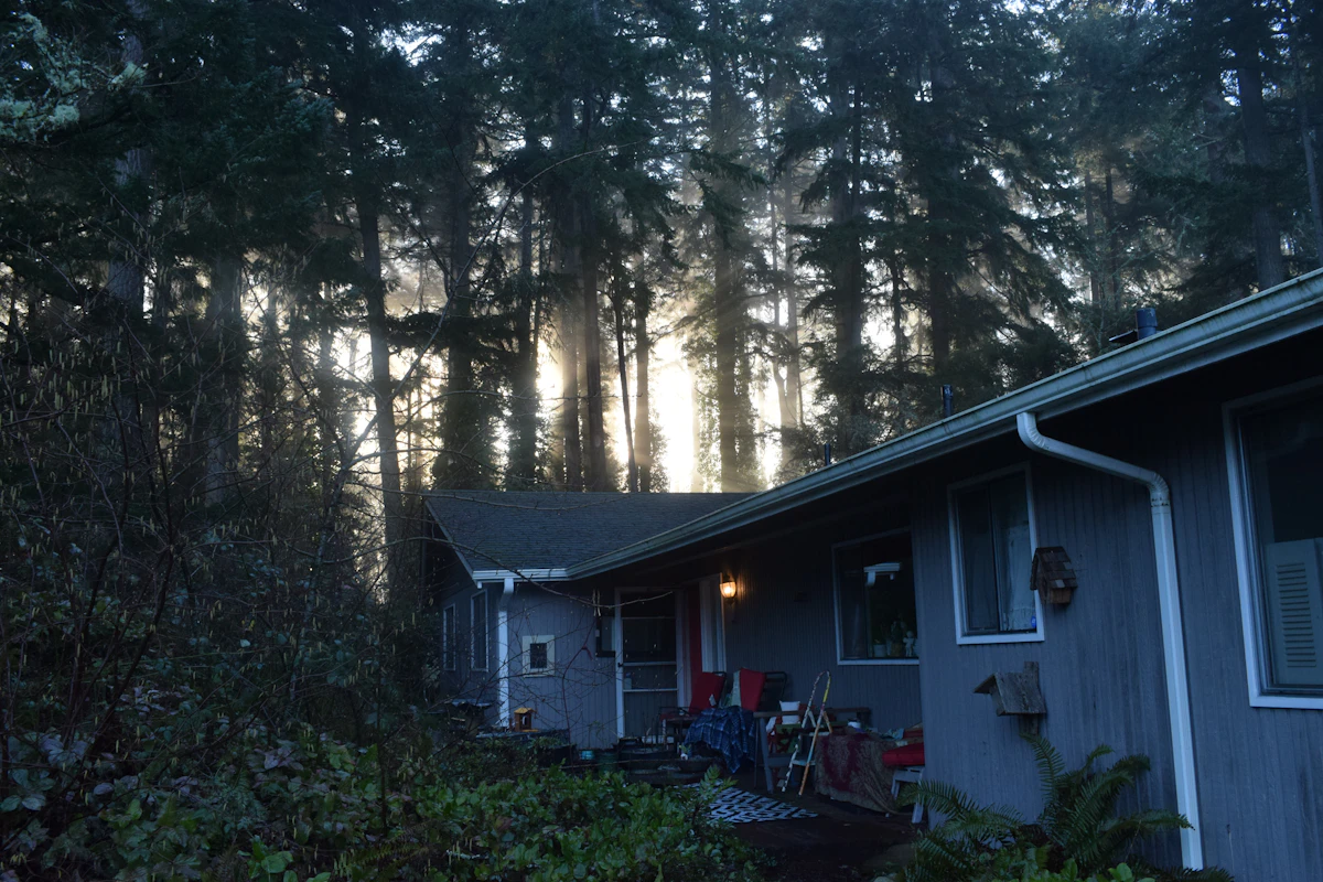 Evening sunlight through tall evergreens onto a Pacific Northwest home