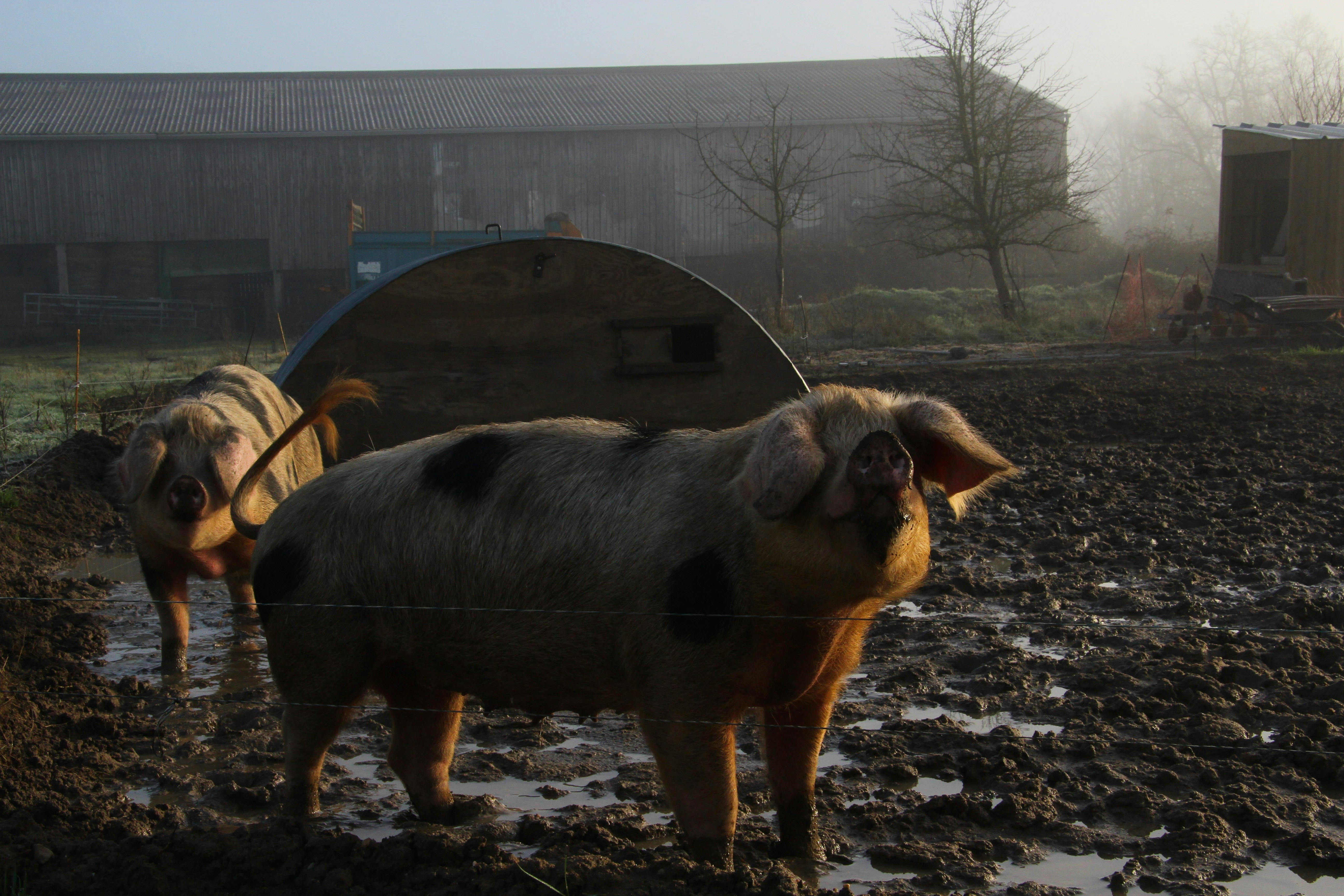 Two pigs stand in a muddy field near a barn.