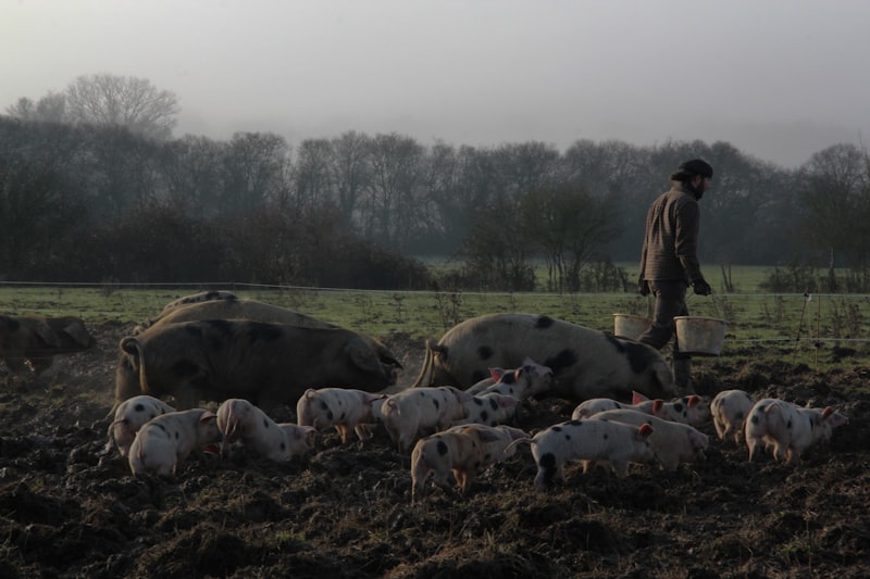 Pig farmer monitoring immunocastrated herd in a modern swine production facility with improved feed conversion results