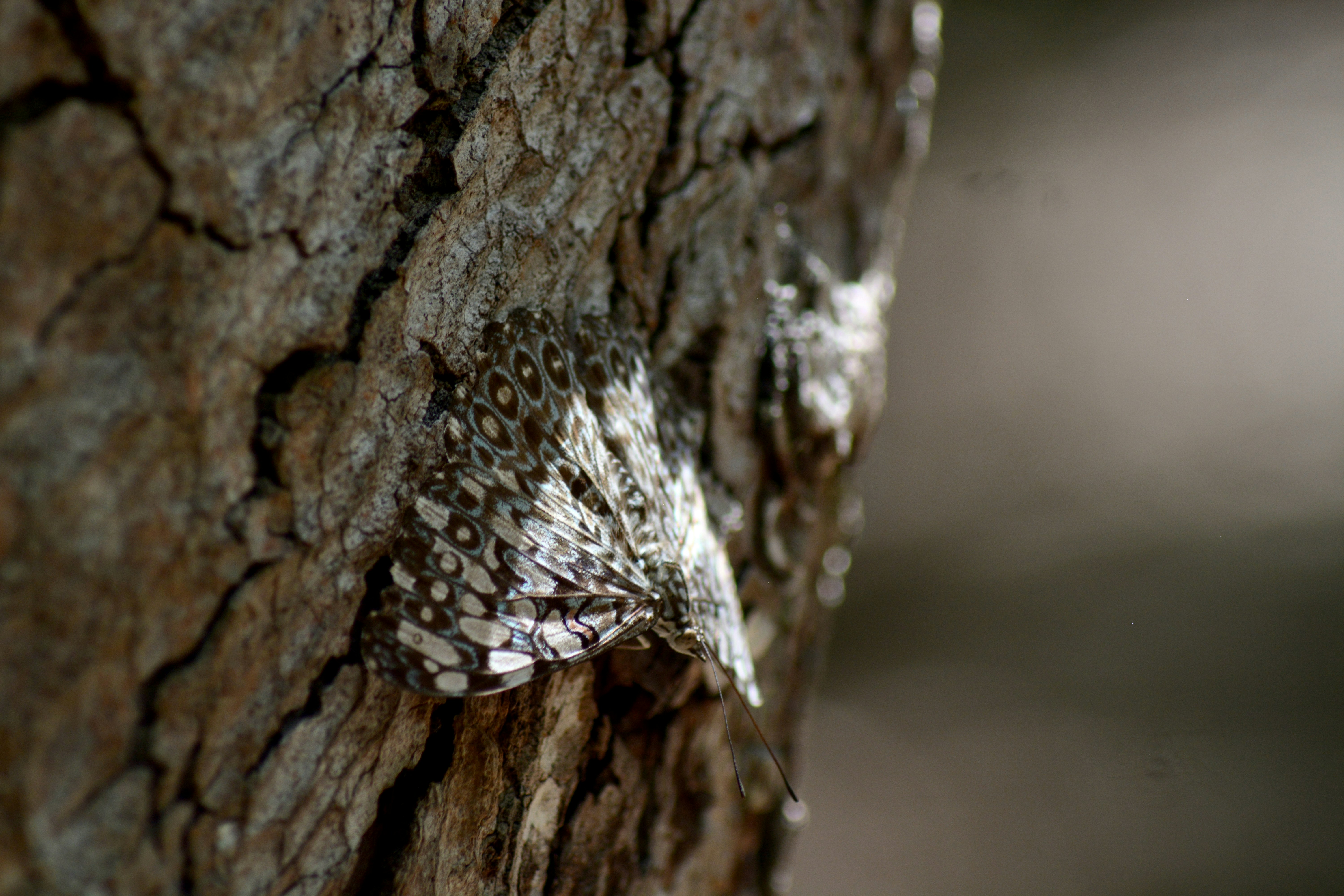 A camouflaged moth rests on a textured tree bark.