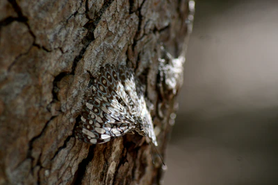 Oak eggar moth on tree bark