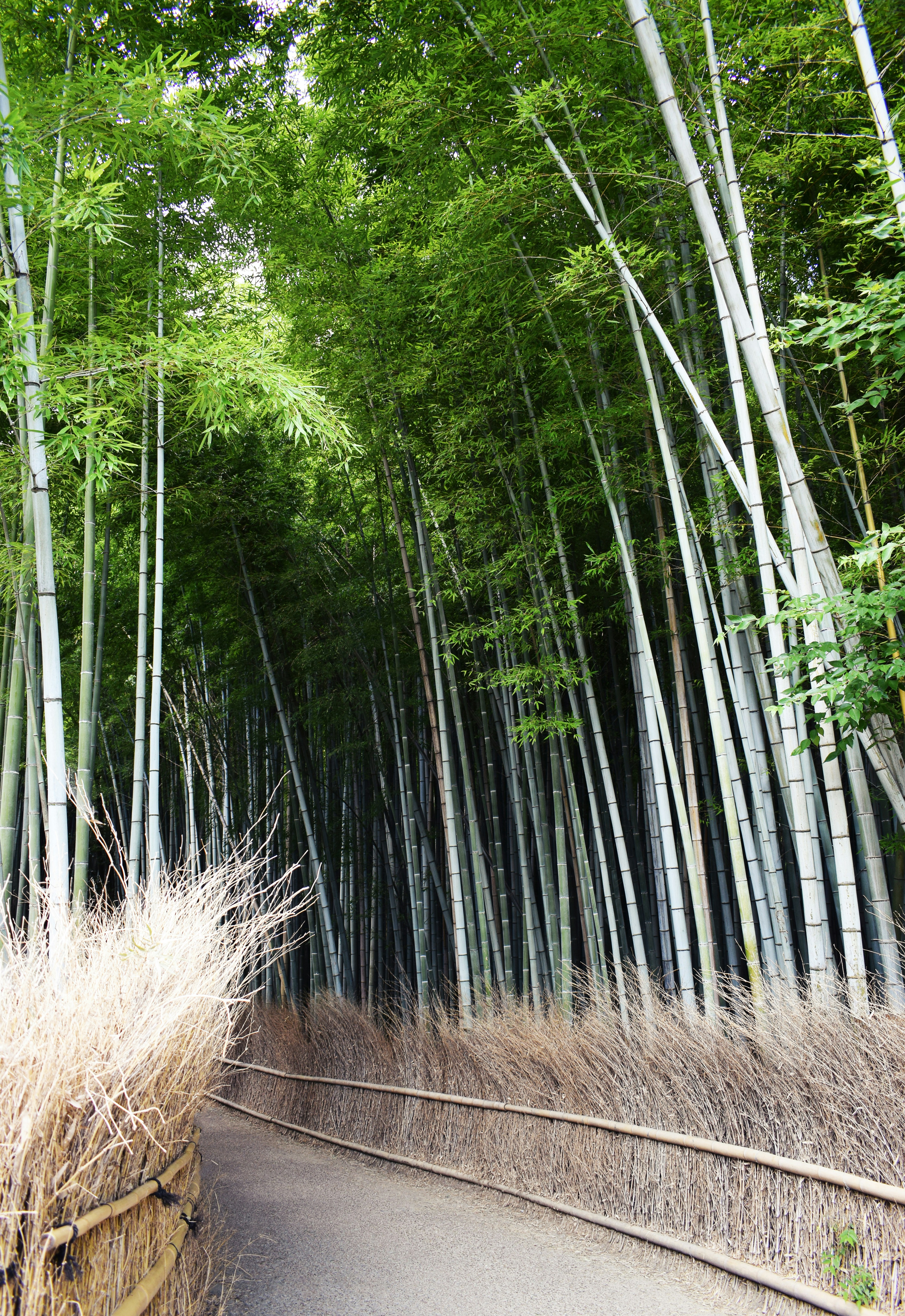 Un sendero sereno a través de un denso bosque de bambú.