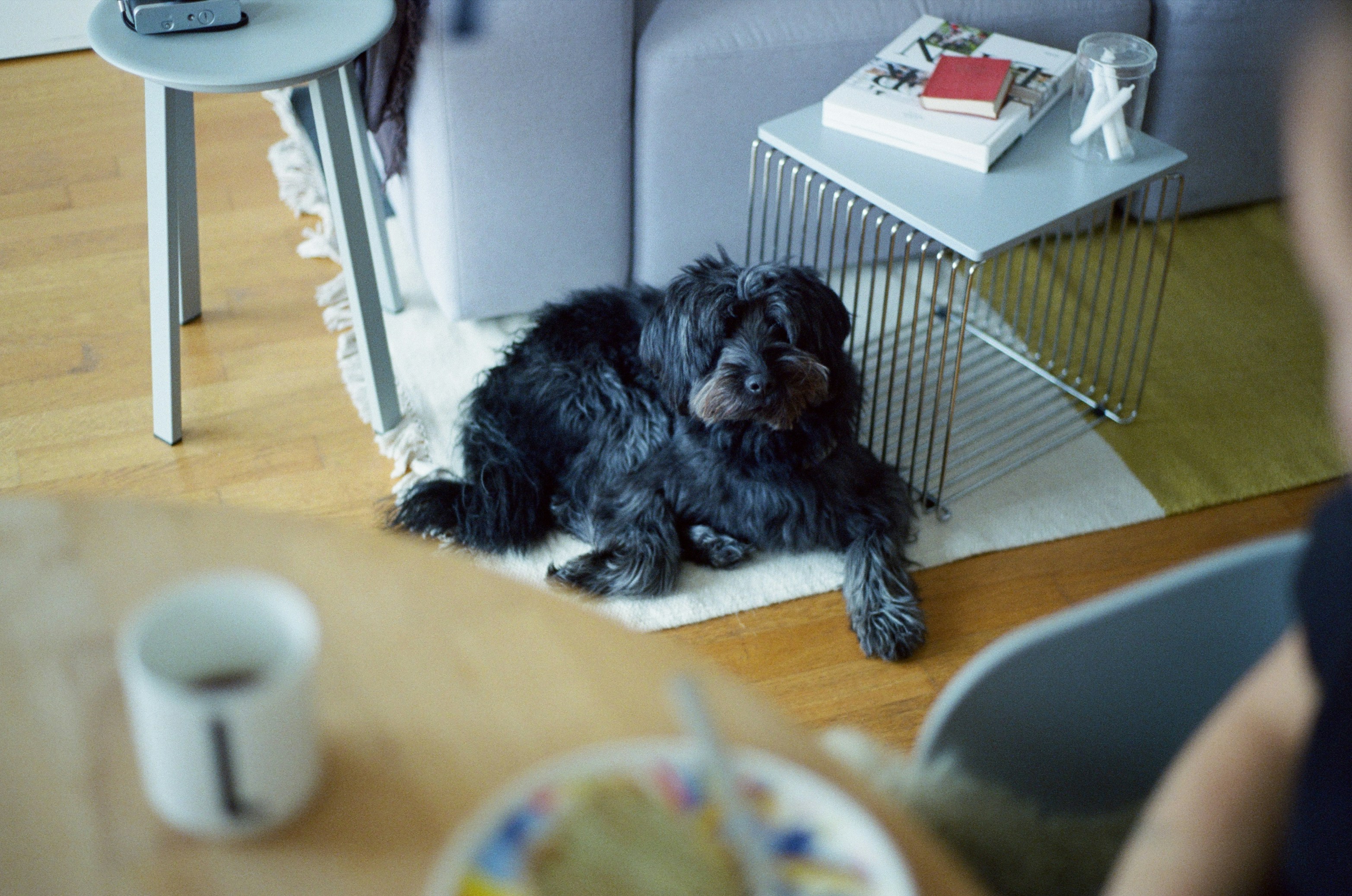 A small black dog rests on a rug indoors.