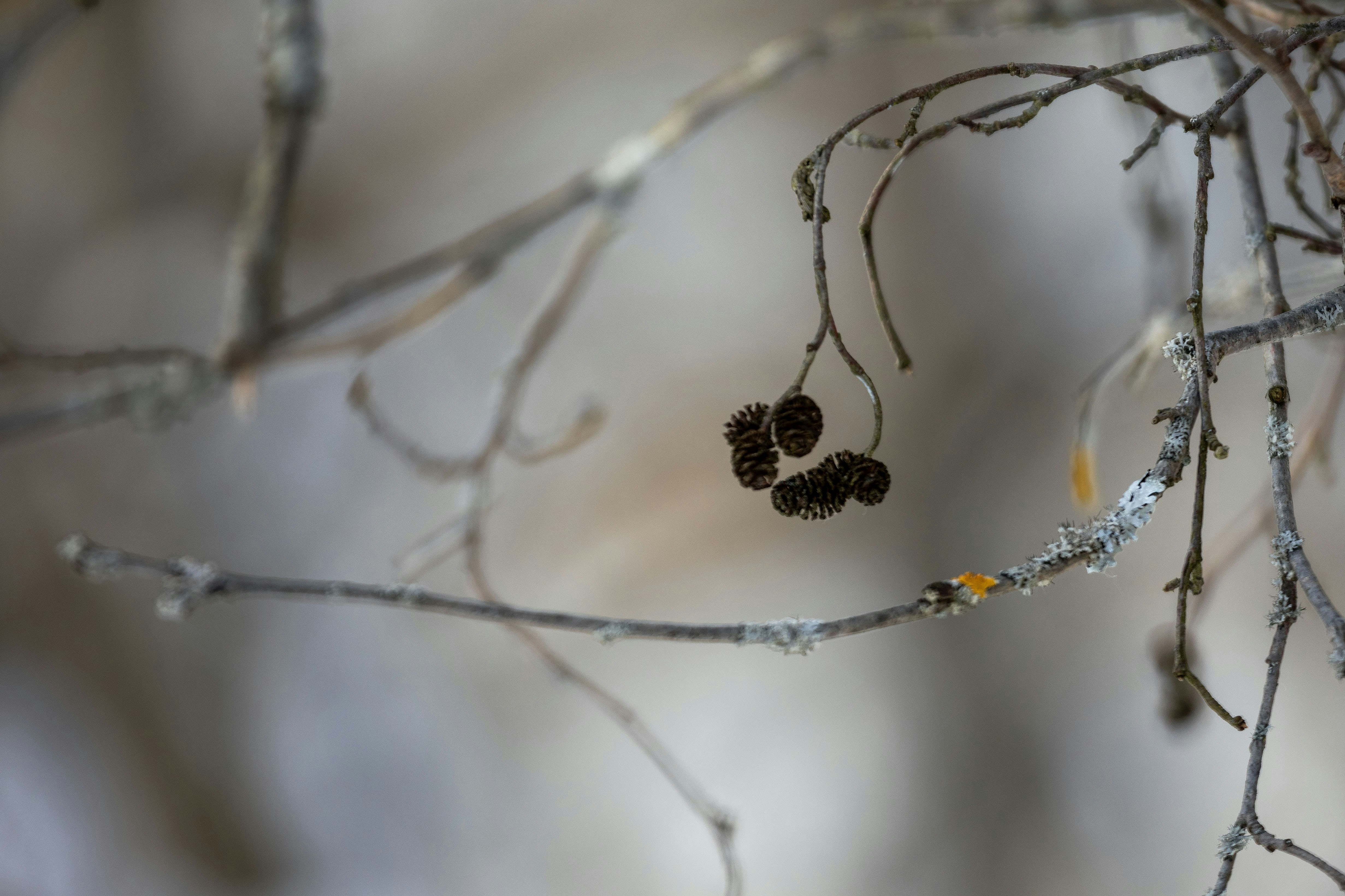 Close-up of dried berries on a bare winter branch