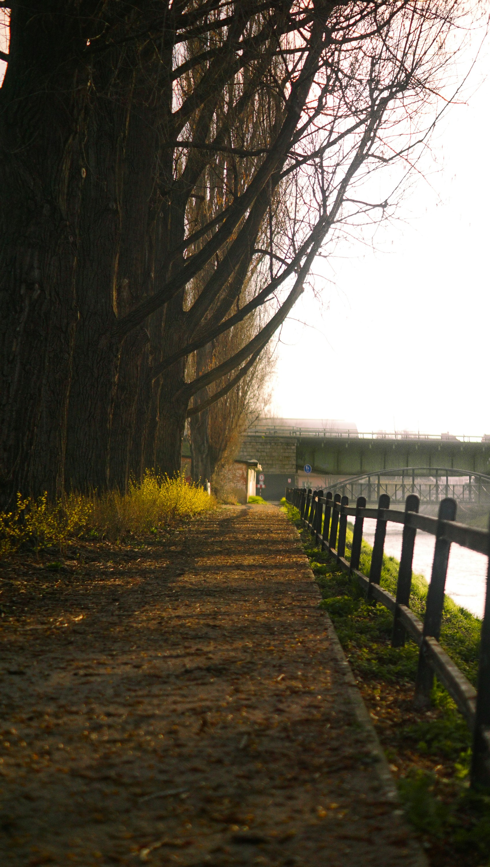 Path lined with trees next to a river and bridge.