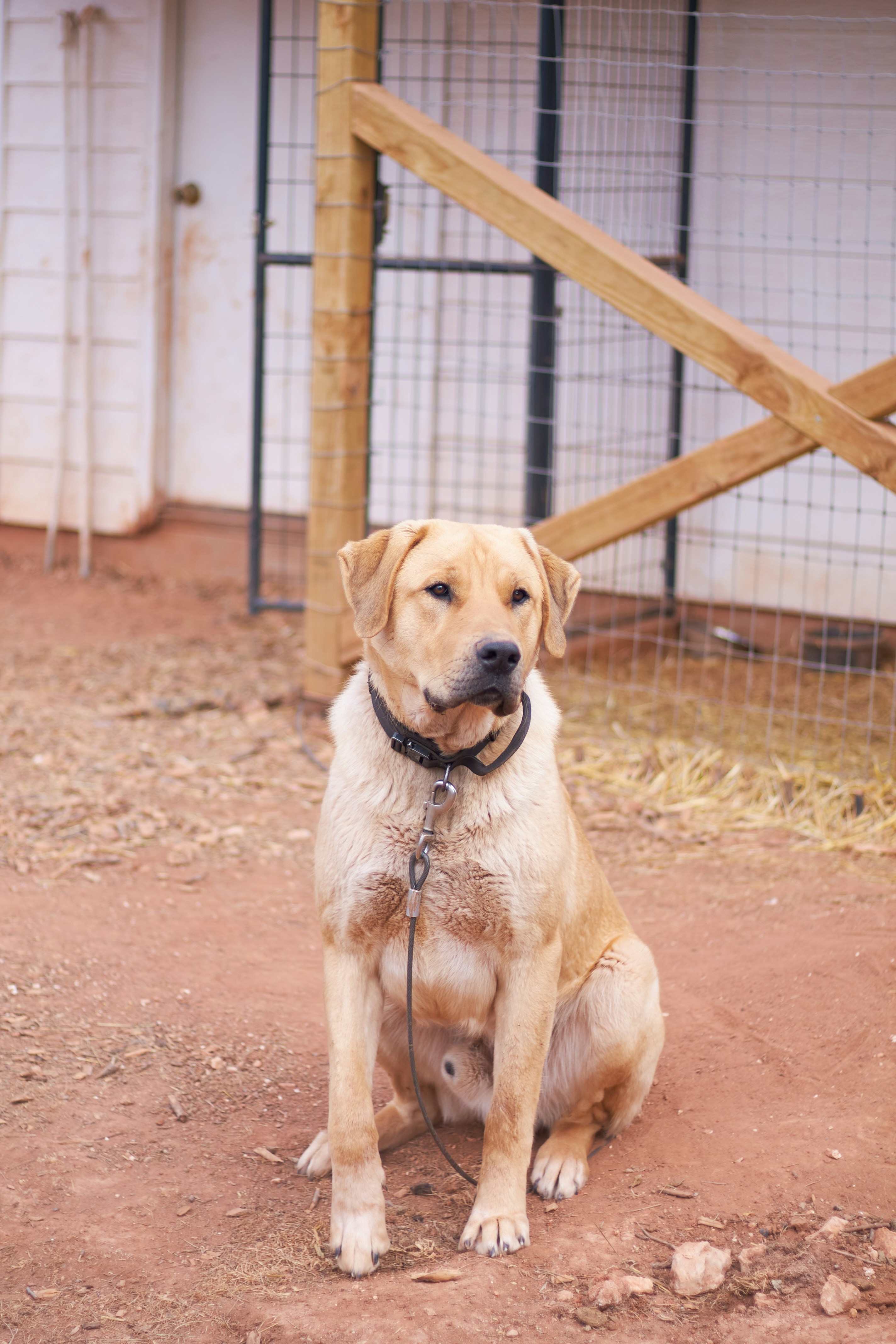 A yellow labrador dog sits outdoors near a fence.