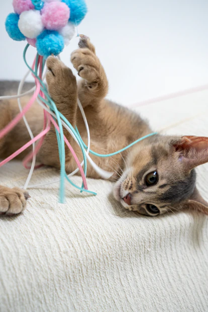 Kitten playing with a colorful toy on a textured surface