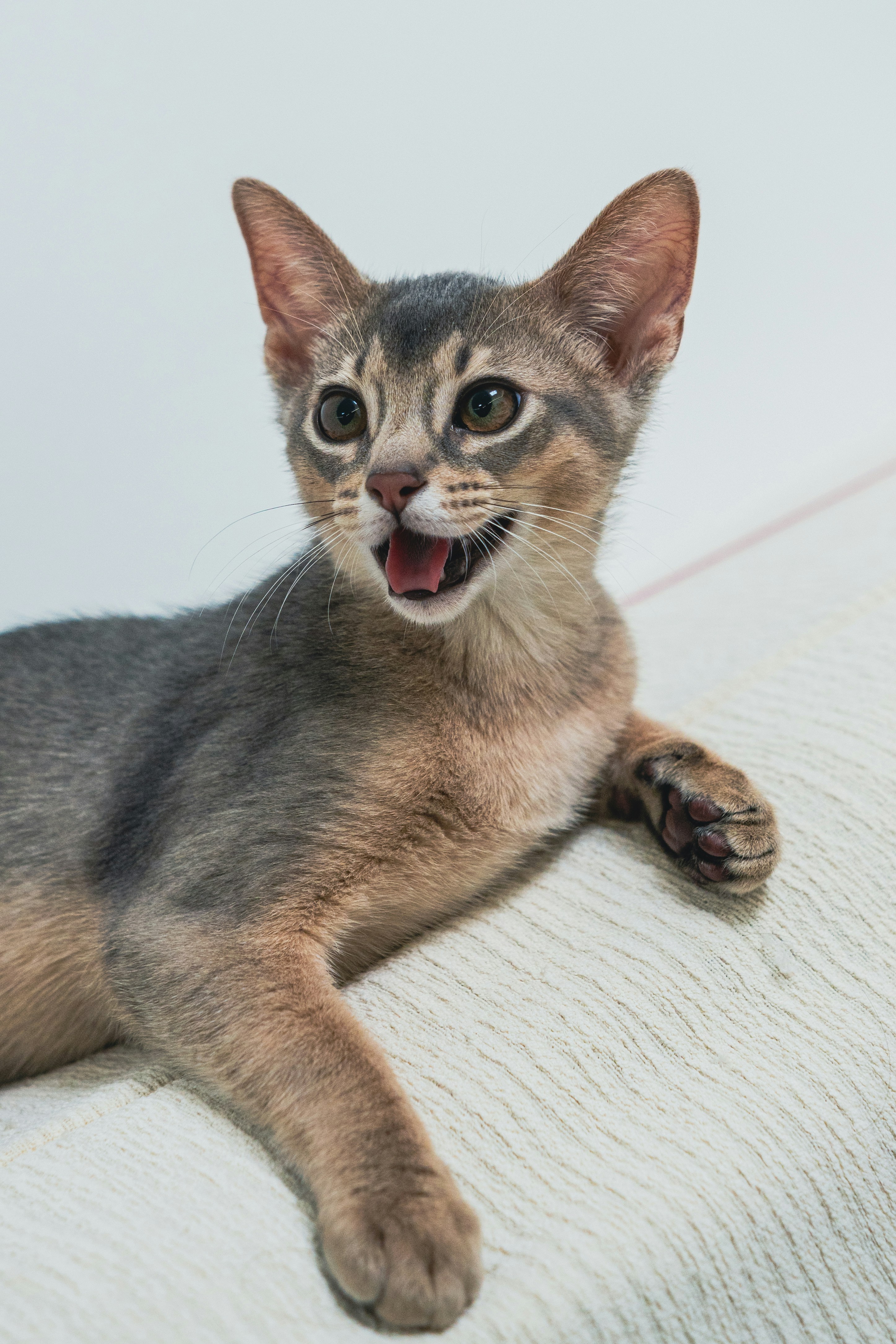 Un gatto abissino con la bocca aperta