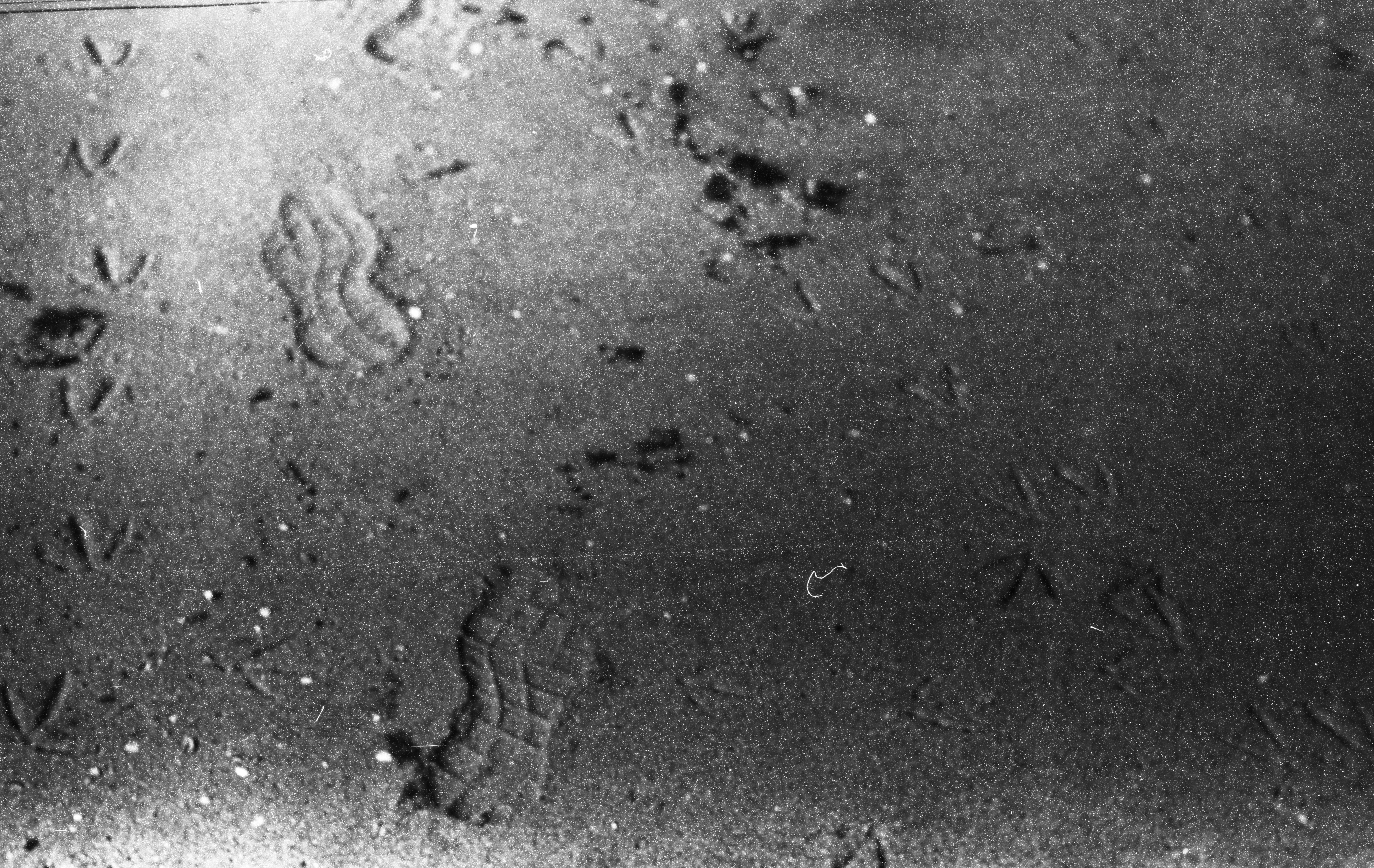 Bird tracks and a strange imprint in wet sand