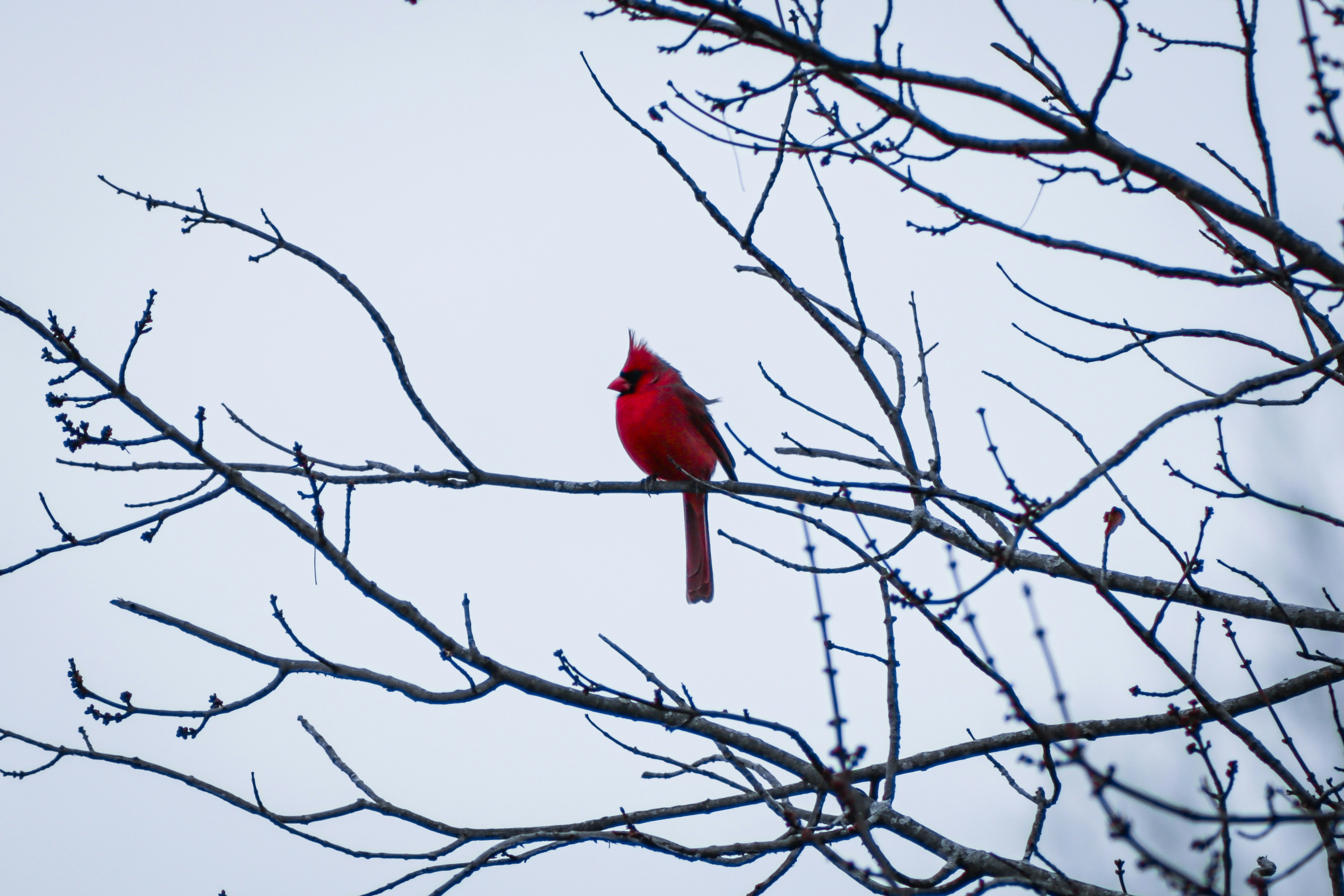 A bright red cardinal perched on a bare tree branch