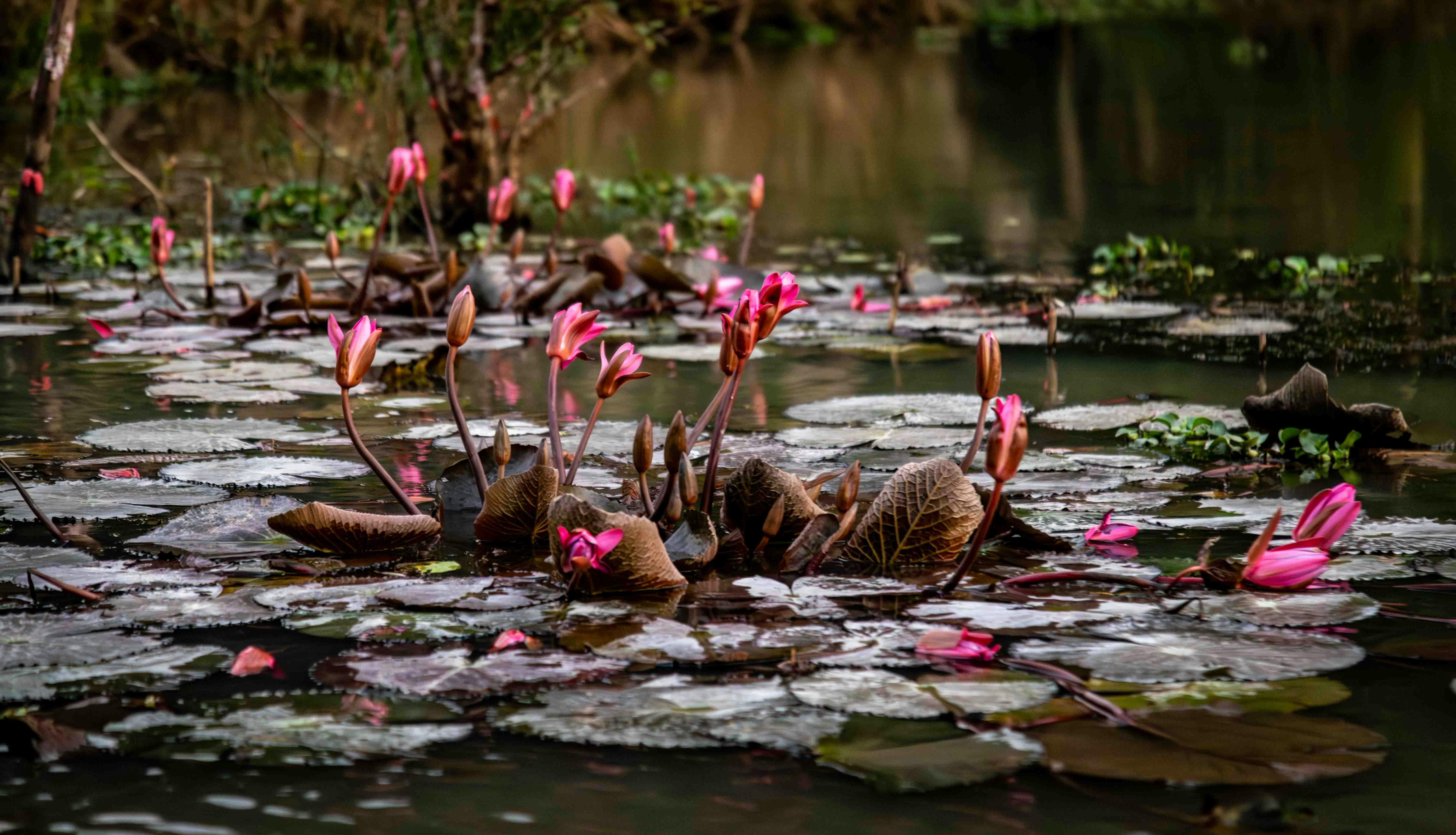 Pink water lilies bloom on a calm pond surface
