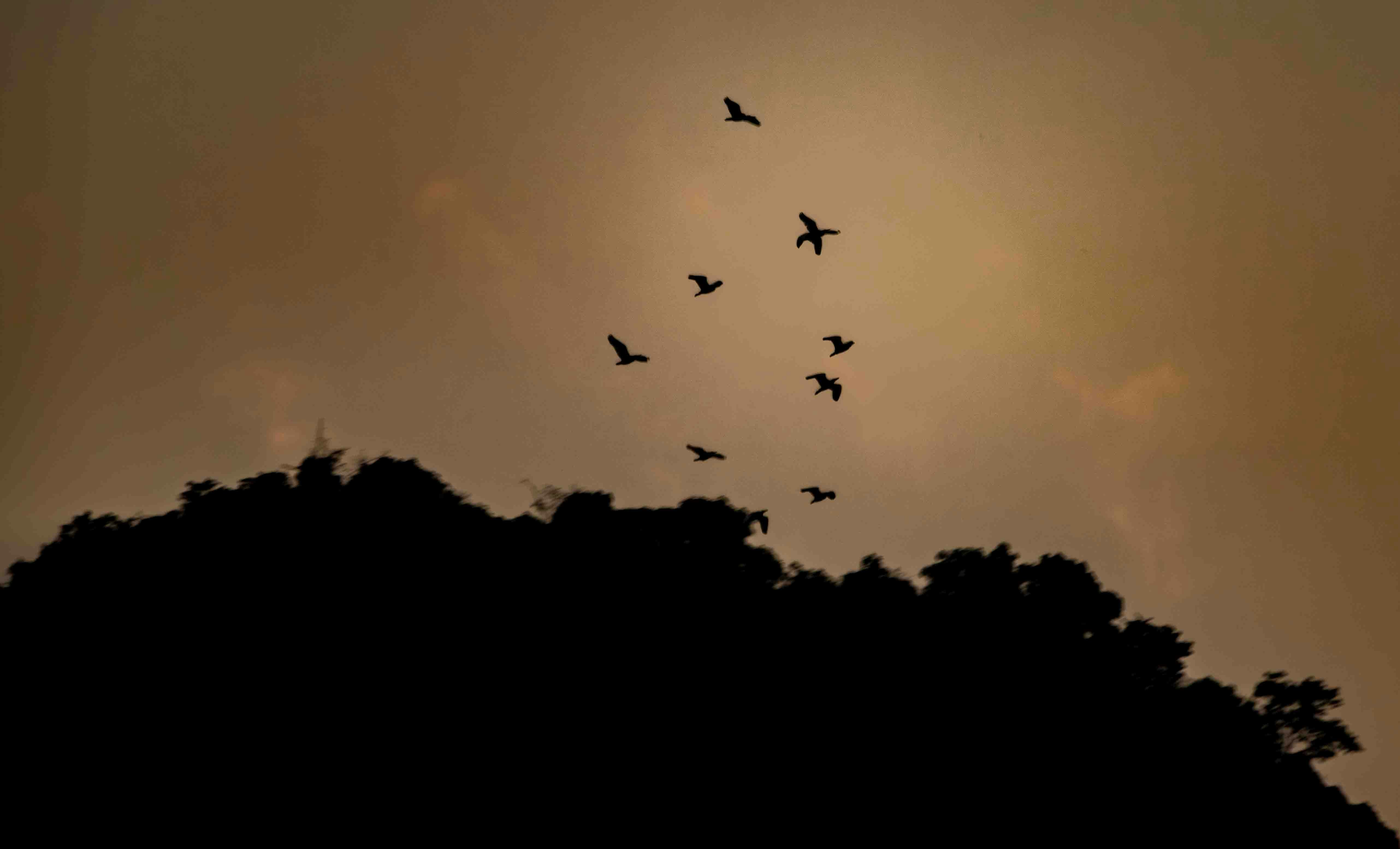 Birds fly over a silhouetted mountain at dusk.